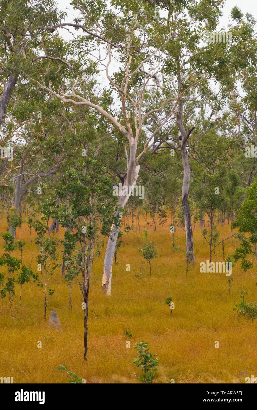 Savannah grassland and gum trees, mareeba wetlands queensland