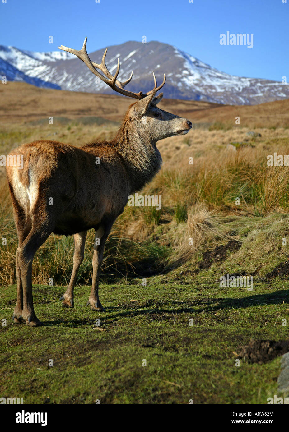 Red deer stag (Cervus elaphus), Lochaber, Scotland, UK, Europe Stock Photo