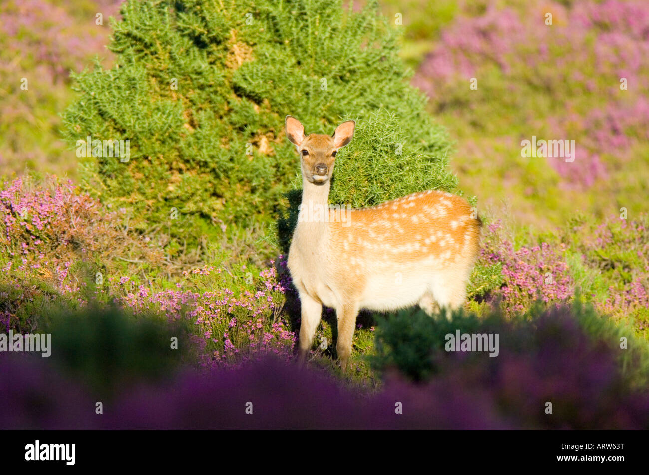 Sika deer, Cervus nippon, female or hind among purple flowers of Dorset Heath Stock Photo