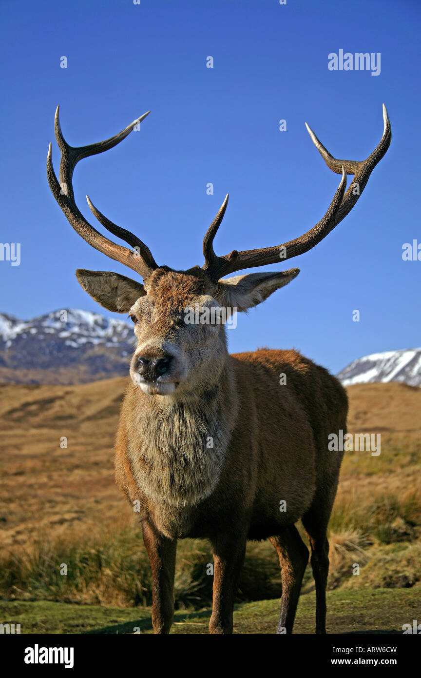 Close-up Red deer stag (Cervus elaphus), Lochaber, Scotland, UK, Europe Stock Photo
