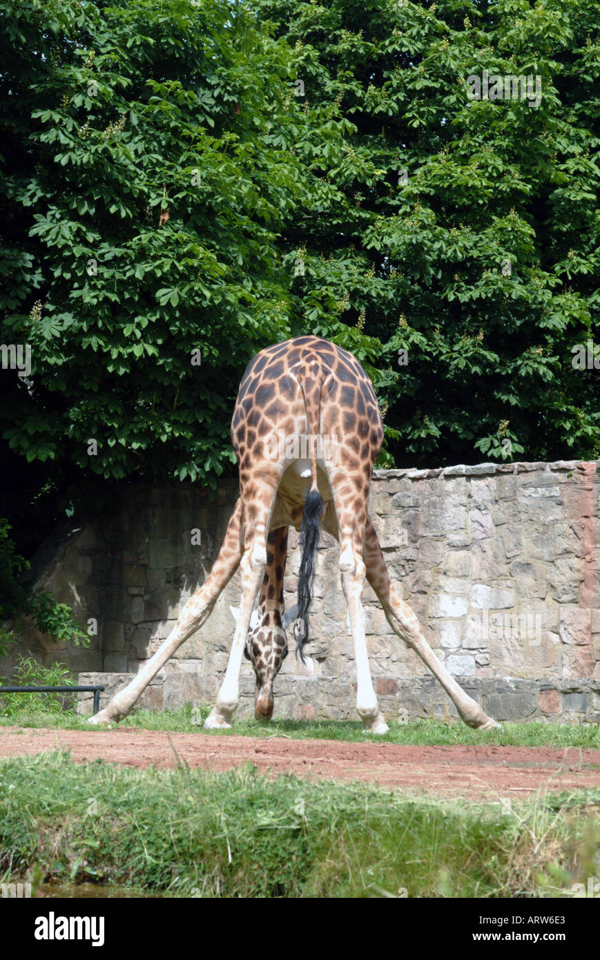 Rear view of giraffe in Edinburgh zoo with legs splayed so it can nibble the grass green leaves in background Stock Photo