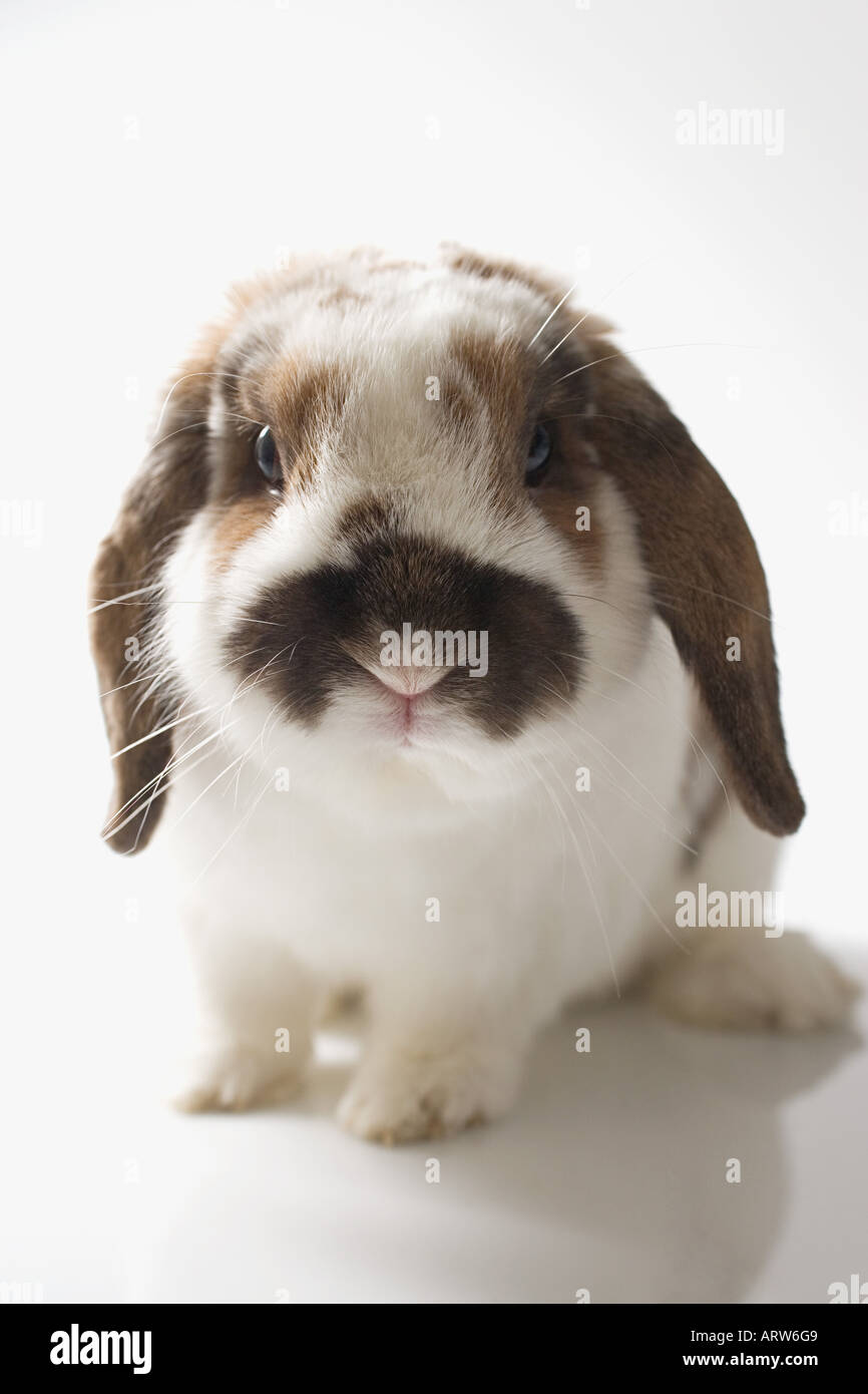 Lop-eared rabbit Stock Photo