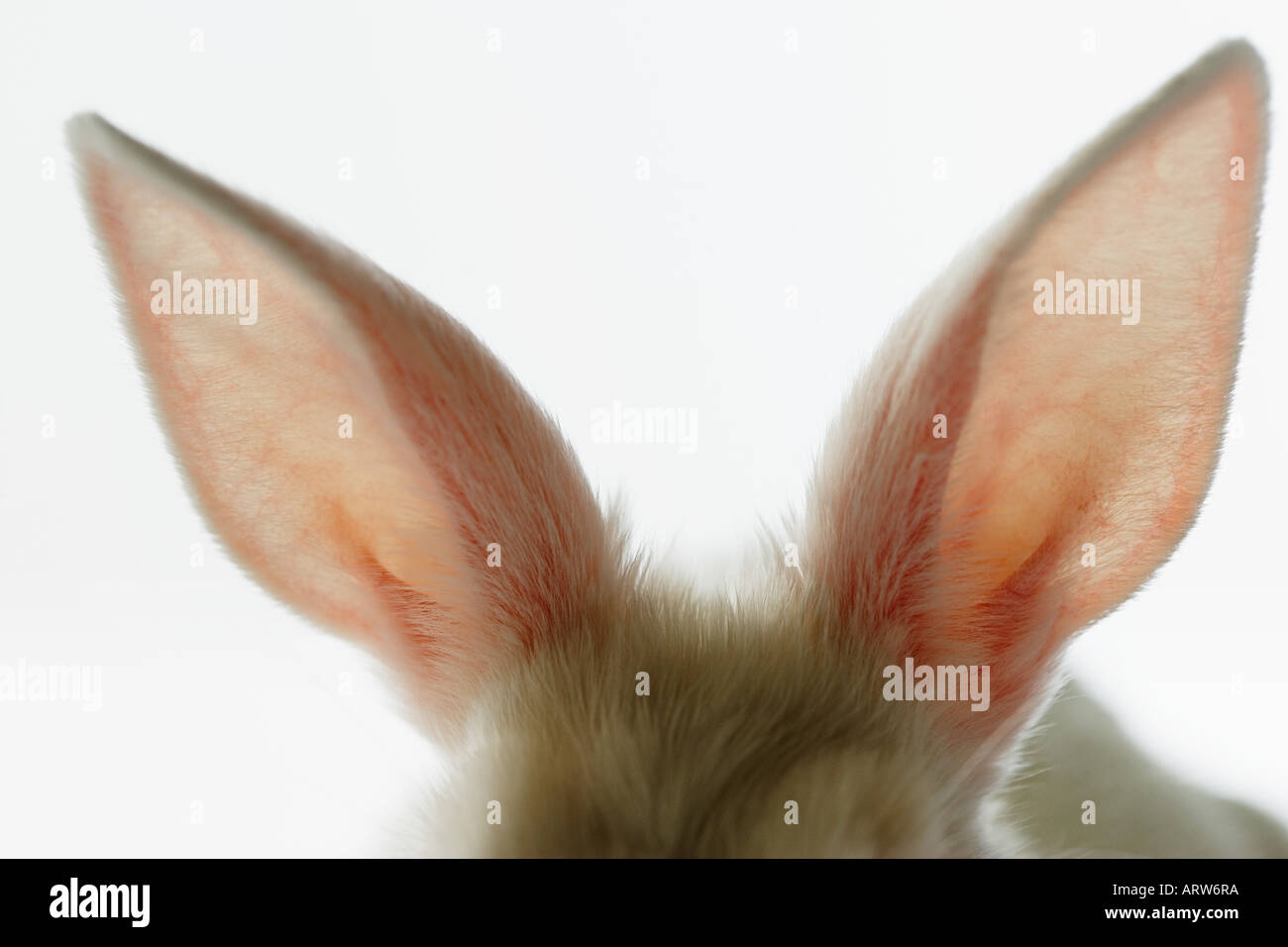 Closeup of rabbit ears Stock Photo Alamy
