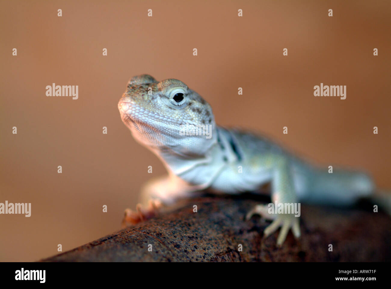 A lizard in the Serpentarium on Skye Scotland Stock Photo Alamy
