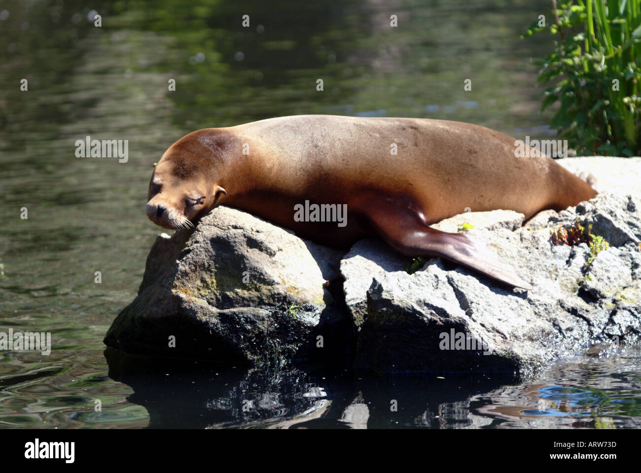 Californian sea lion relaxing on rock Edinburgh Zoo Stock Photo