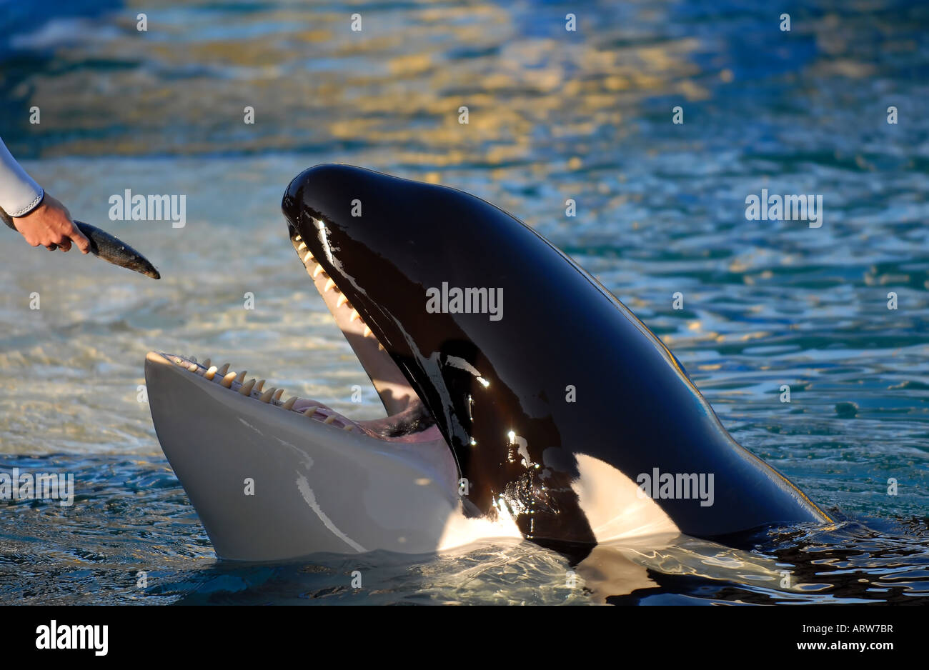 Feeding Orca Stock Photo