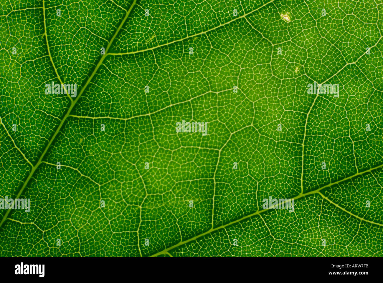 Leaf backlit showing veins Stock Photo - Alamy