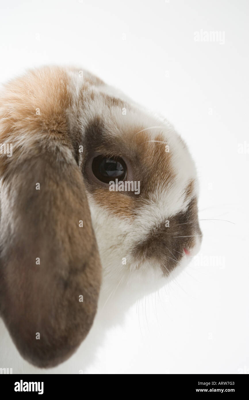 Lop-eared rabbit Stock Photo