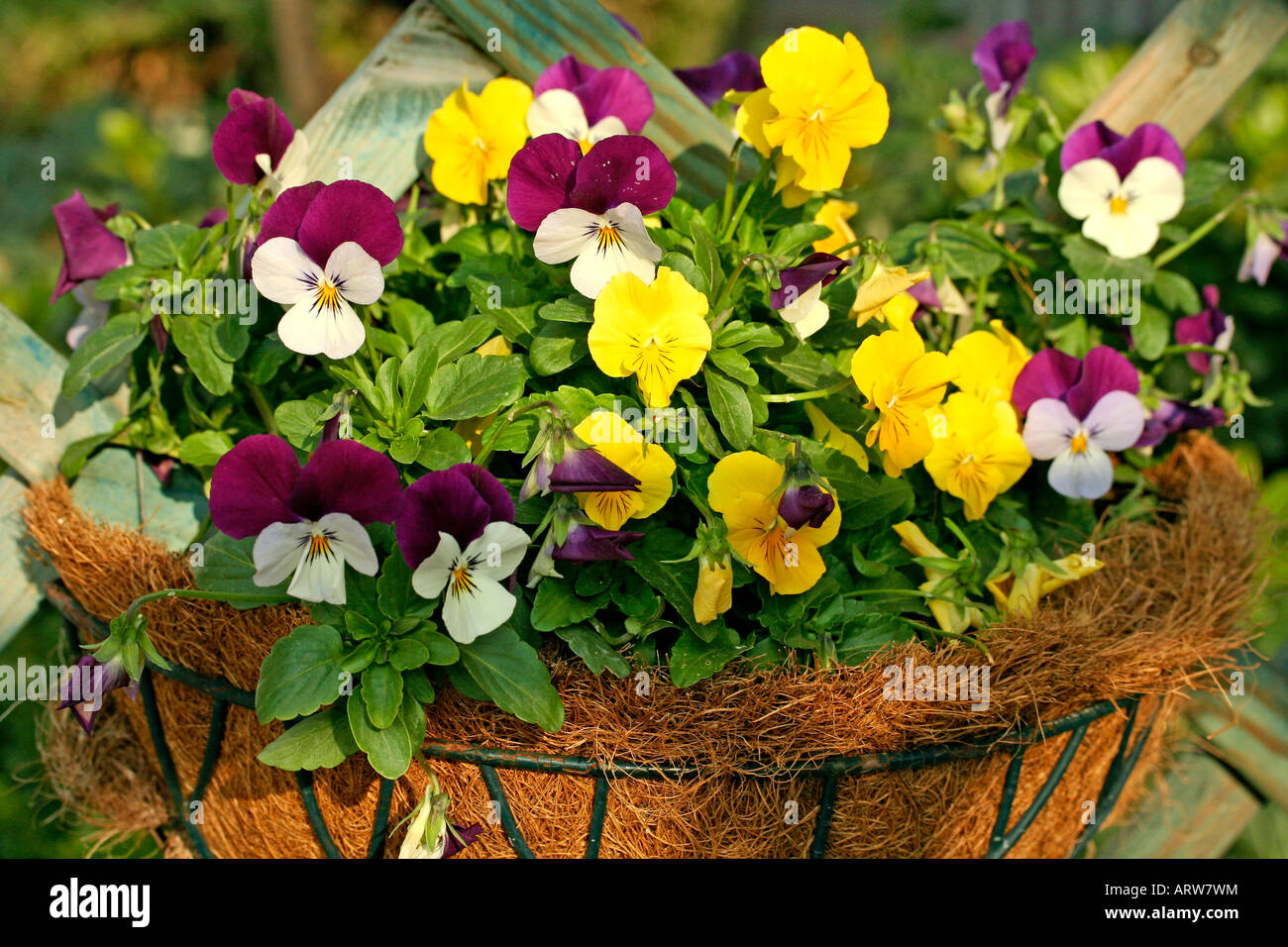 Pansies Viola cornuta Stock Photo