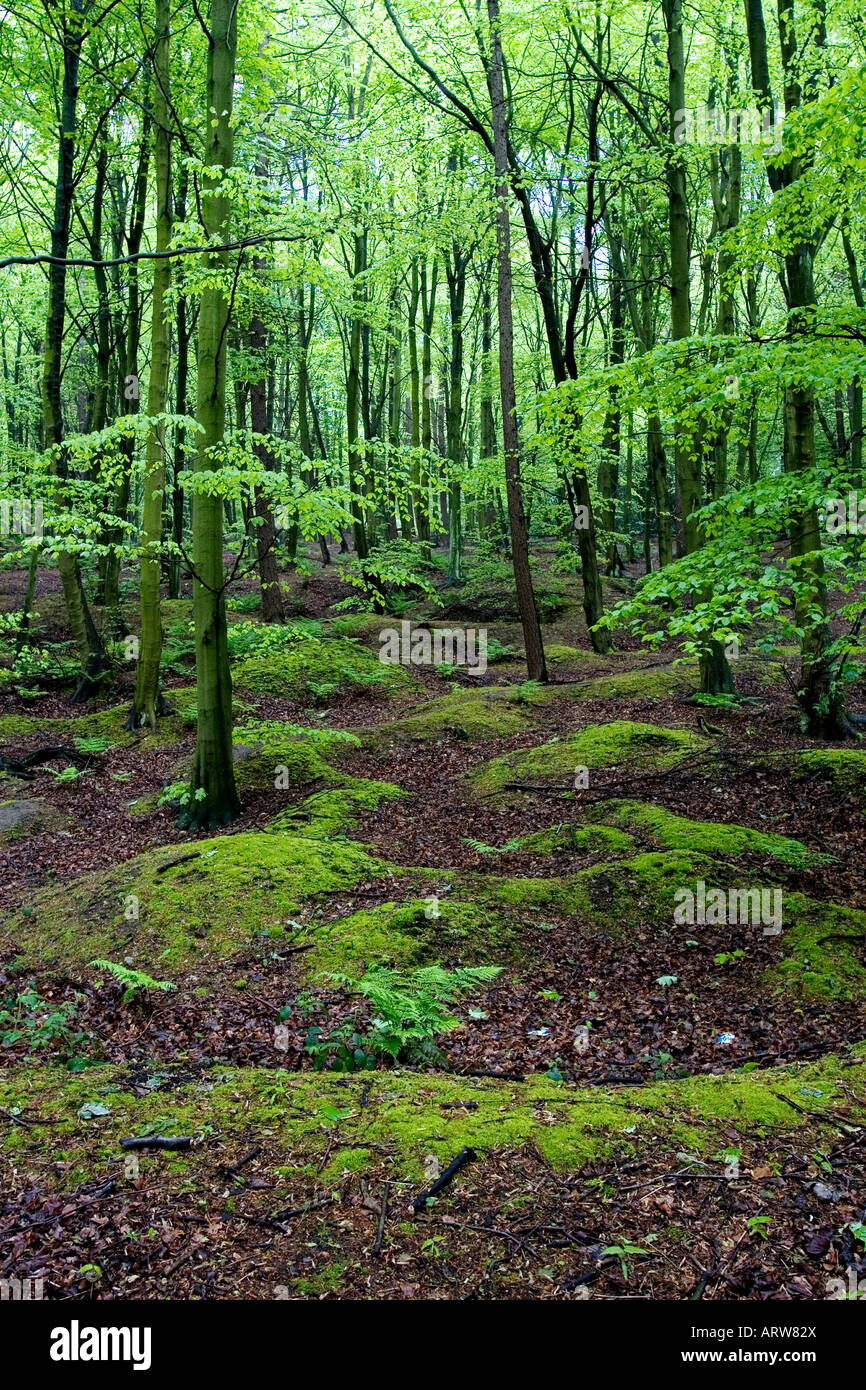 Green Woodland in County Durham Stock Photo Alamy