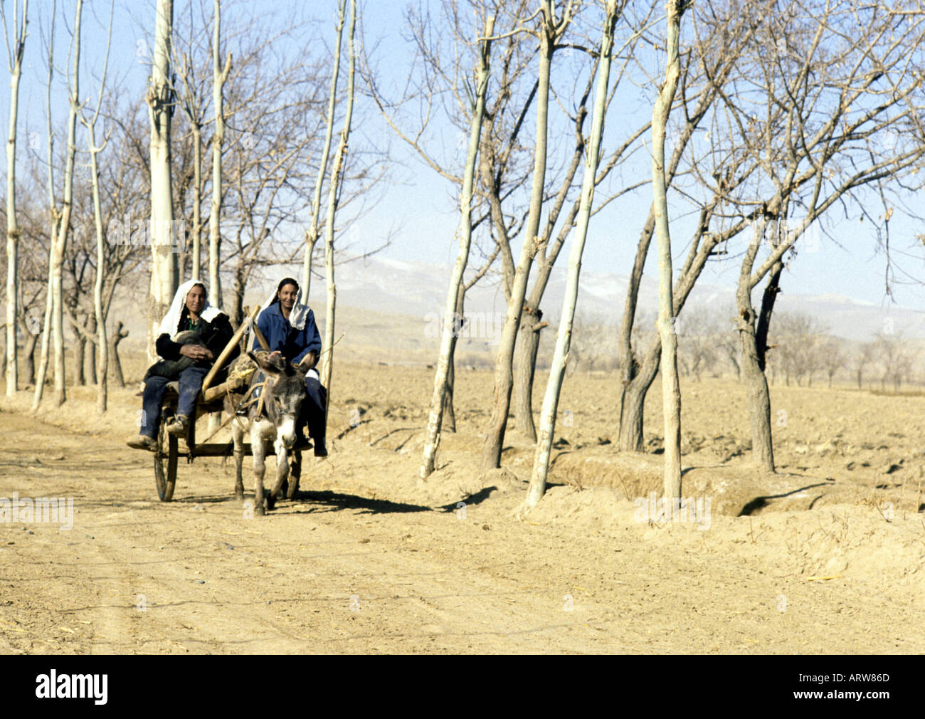 uyghur ladies travelling in donkey highcart on taklamakan desert road western china Stock Photo