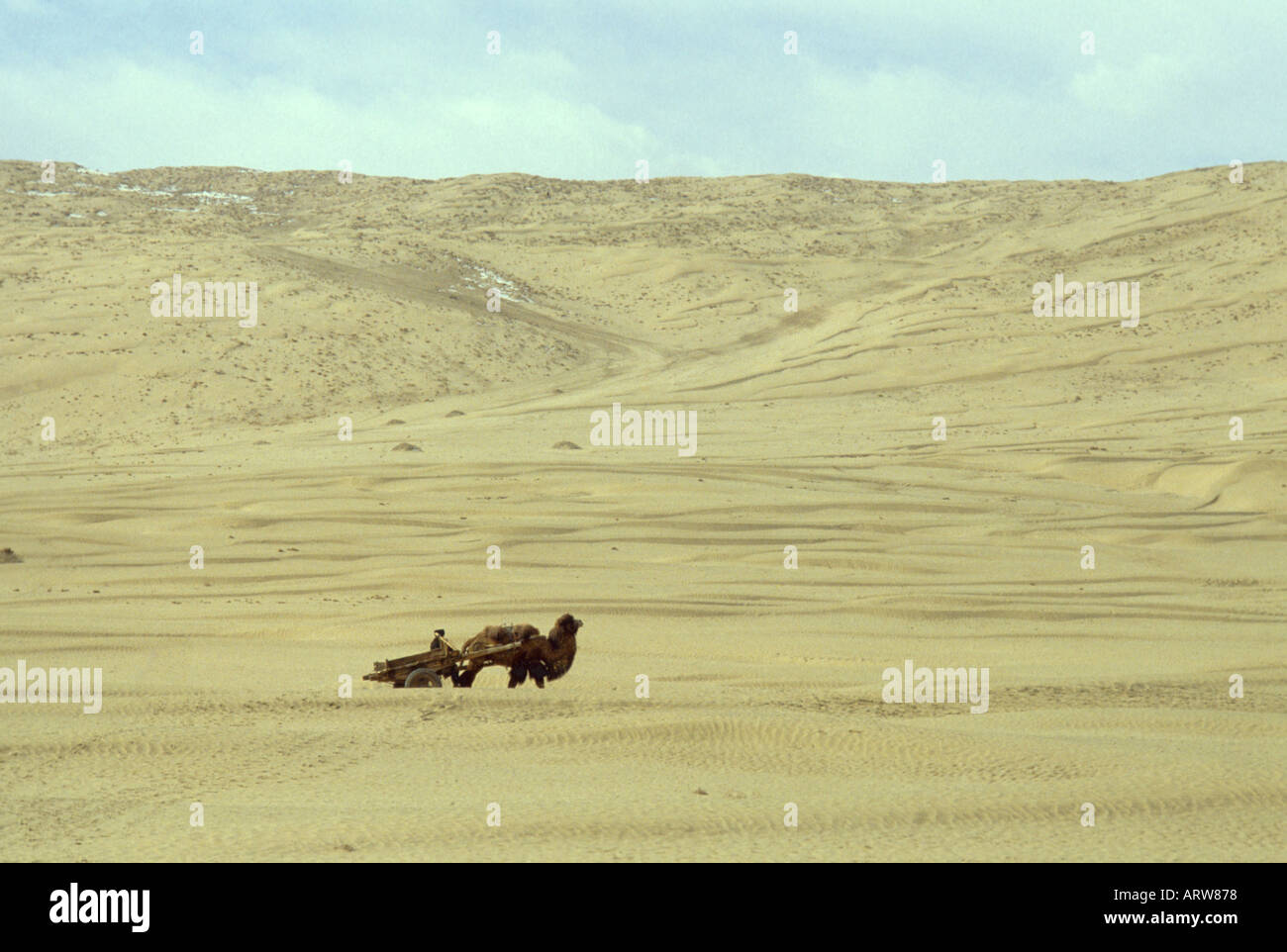 Uyghur bactrian camel cart crossing the taklamakan desert xinjiang western china Stock Photo