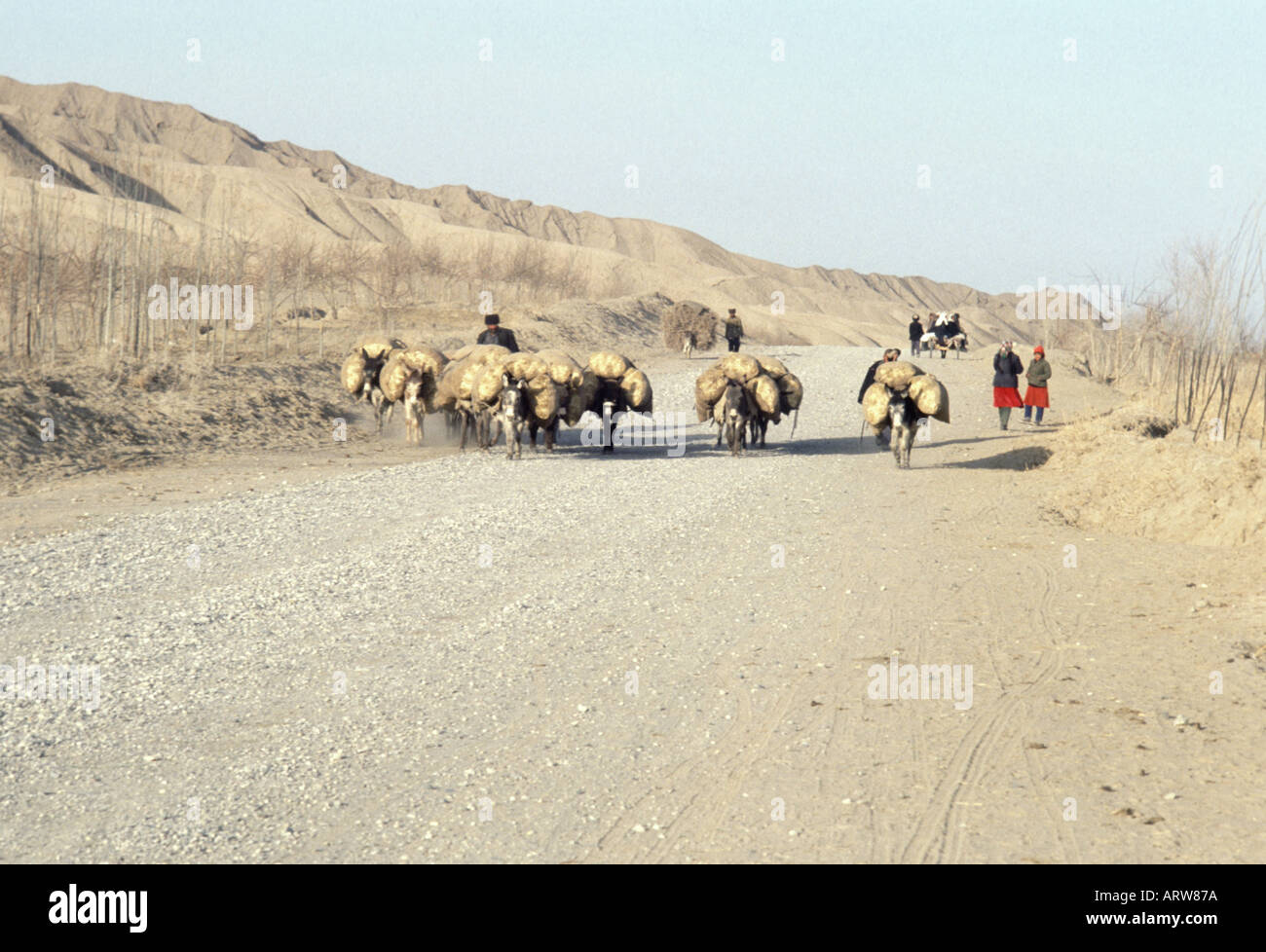 China west pack donkeys on silk road taklamakan Stock Photo