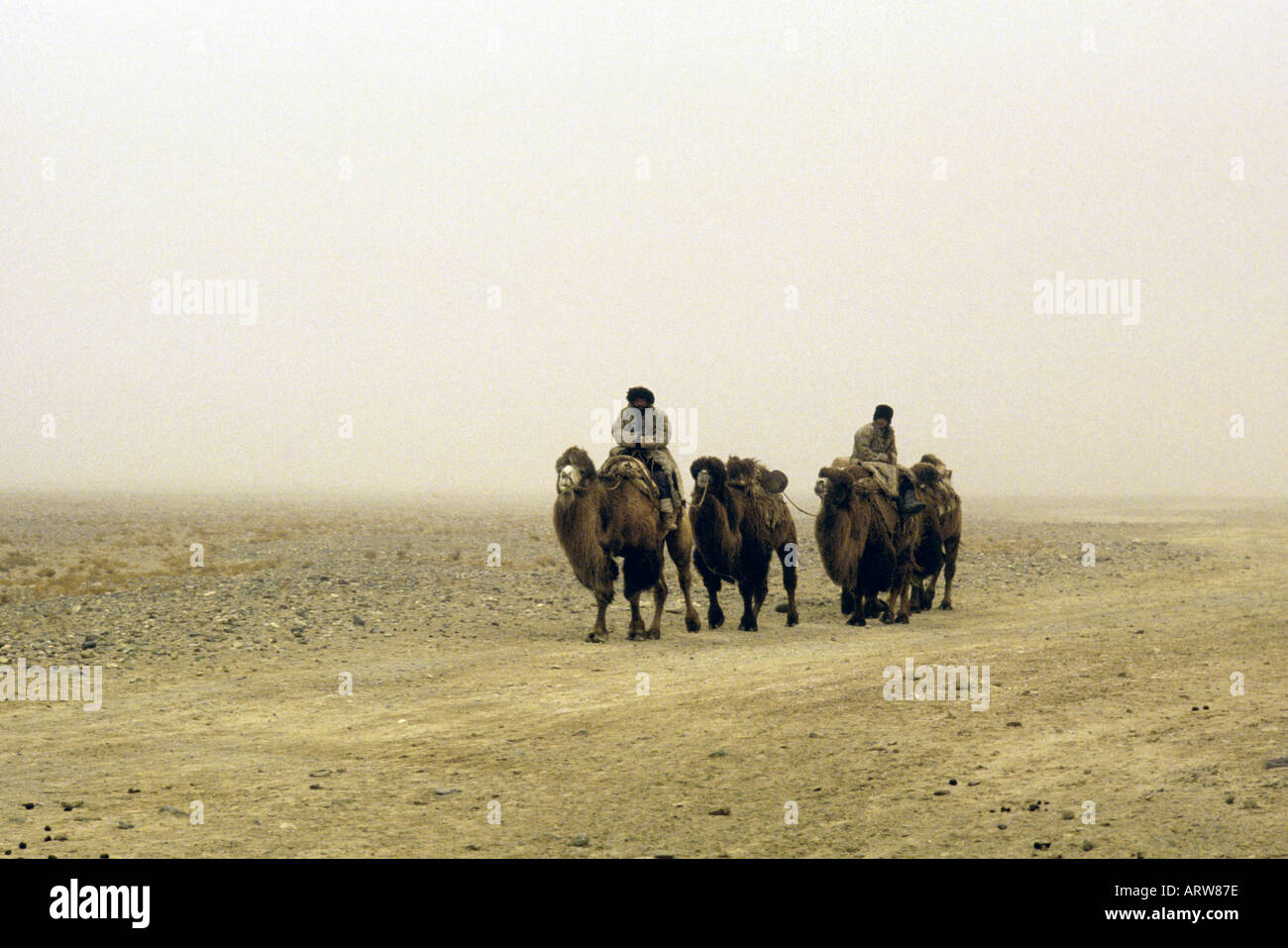 Uyghur drovers and bactrian camel train in taklamakan desert western China Stock Photo
