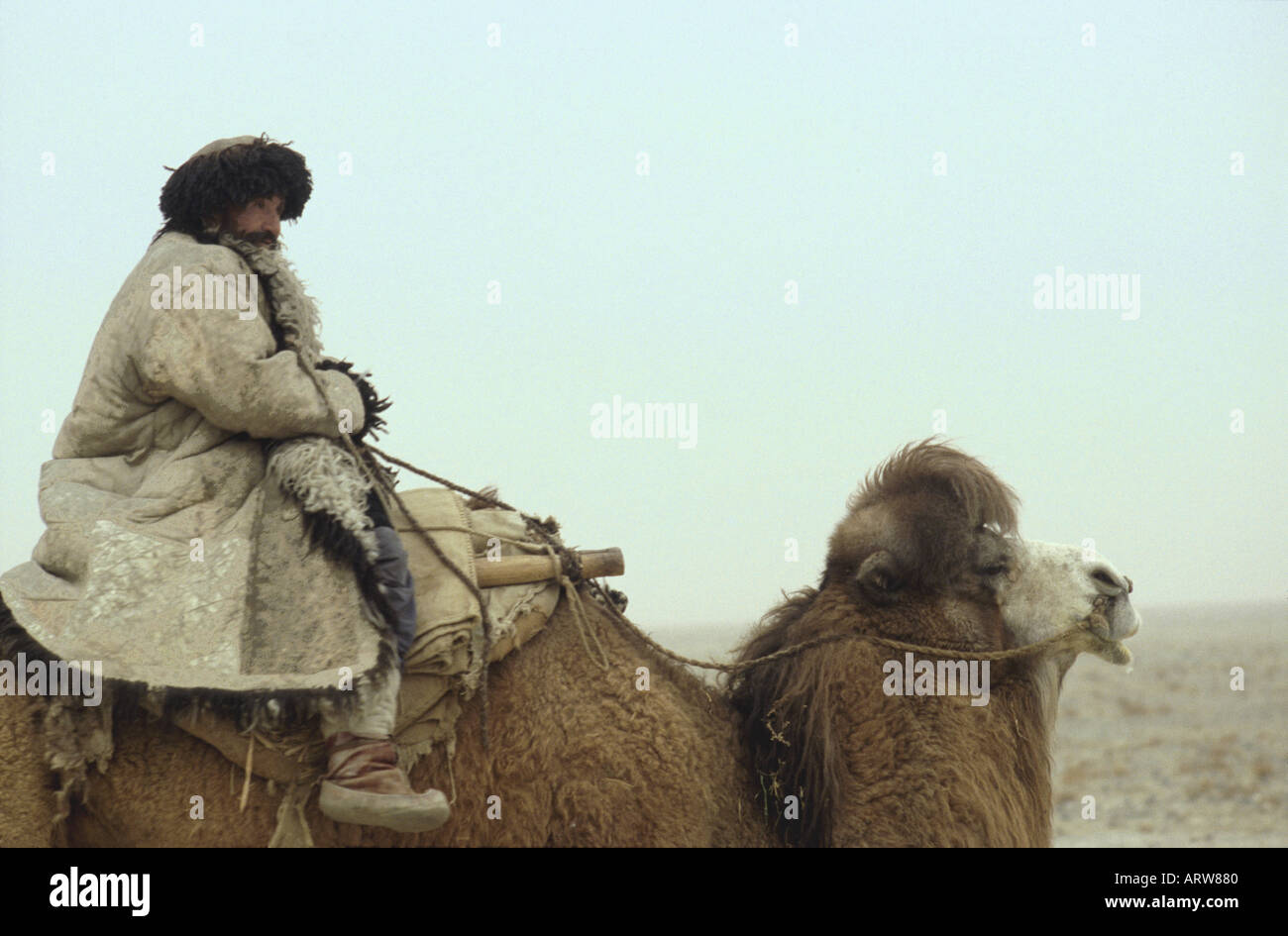 Uyghur Bactrian camel drover in sheepskin coat taklamakan desert western china Stock Photo