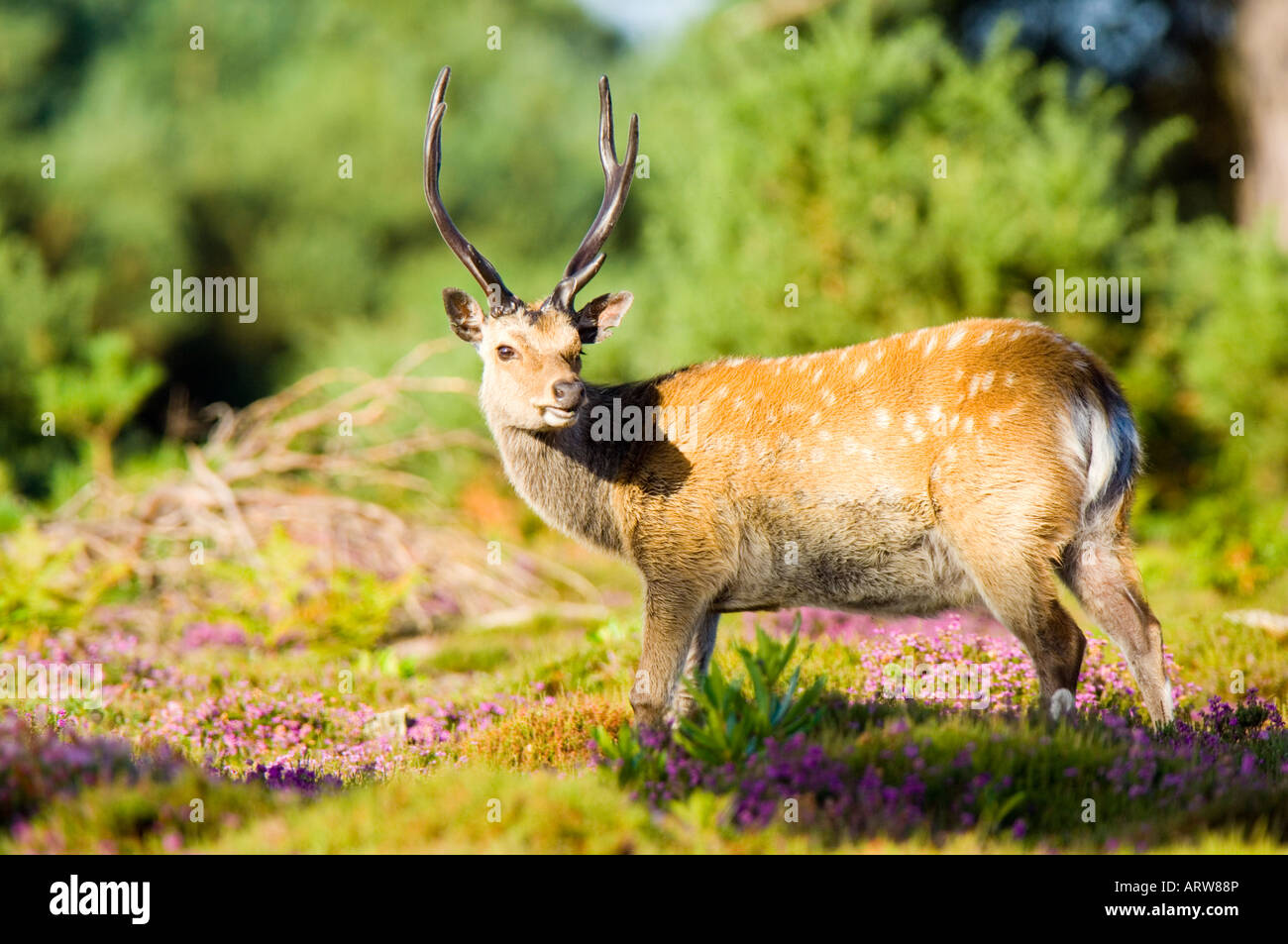 Sika deer, Cervus nippon, old mature male or stag Stock Photo