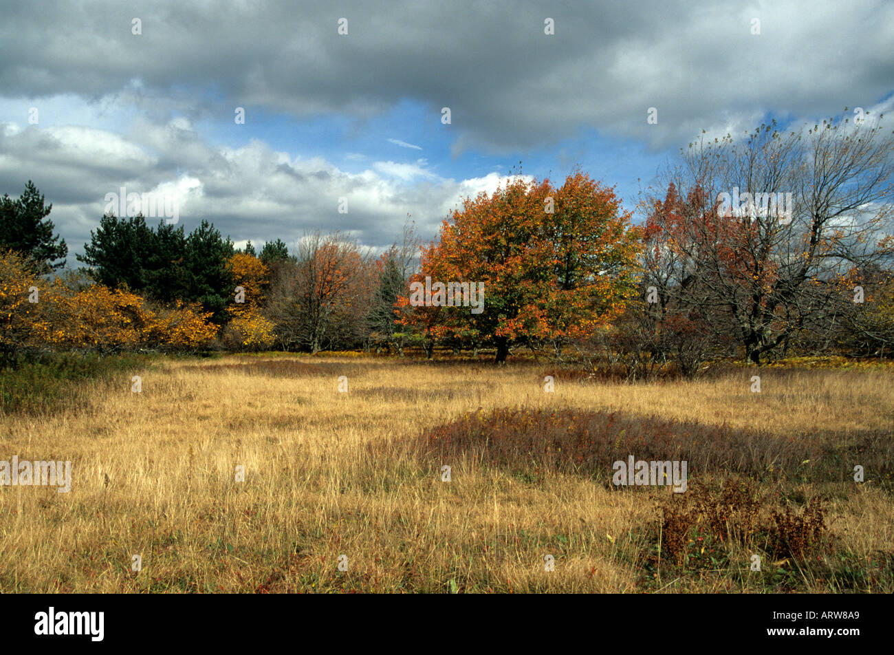 Dolly Sods Autumn Monongahela National Forest West Virginia Stock Photo