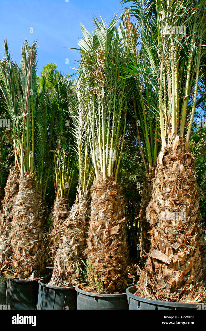 Palm trees for sale Stock Photo Alamy