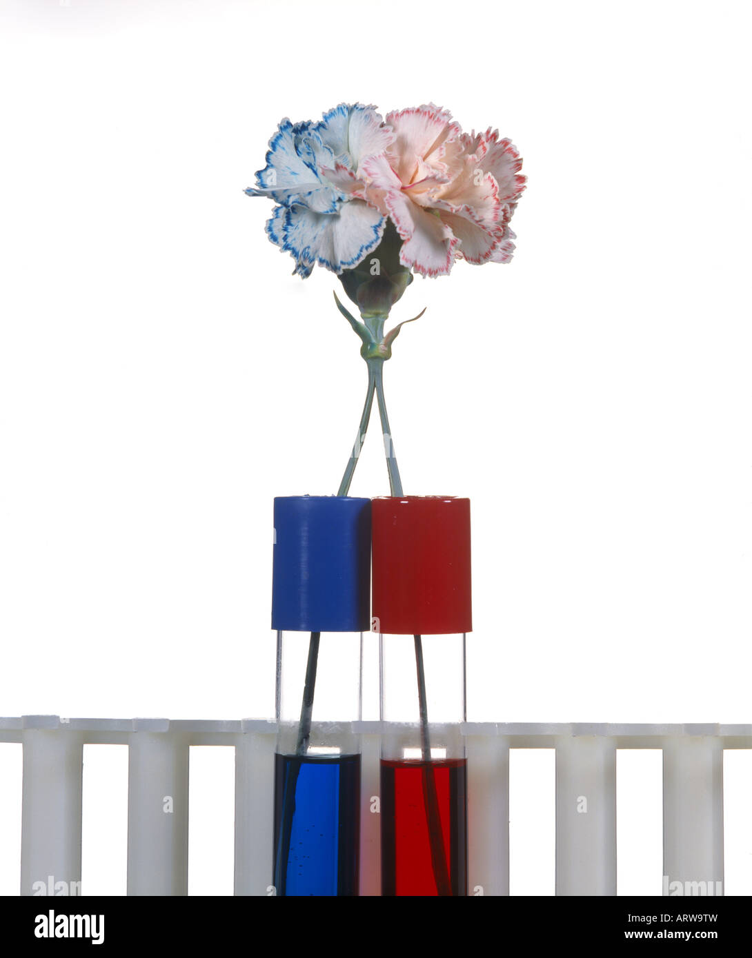 WHITE CARNATION WITH SPLIT STEM SHOWING THE CONDUCTION OF BLUE AND RED