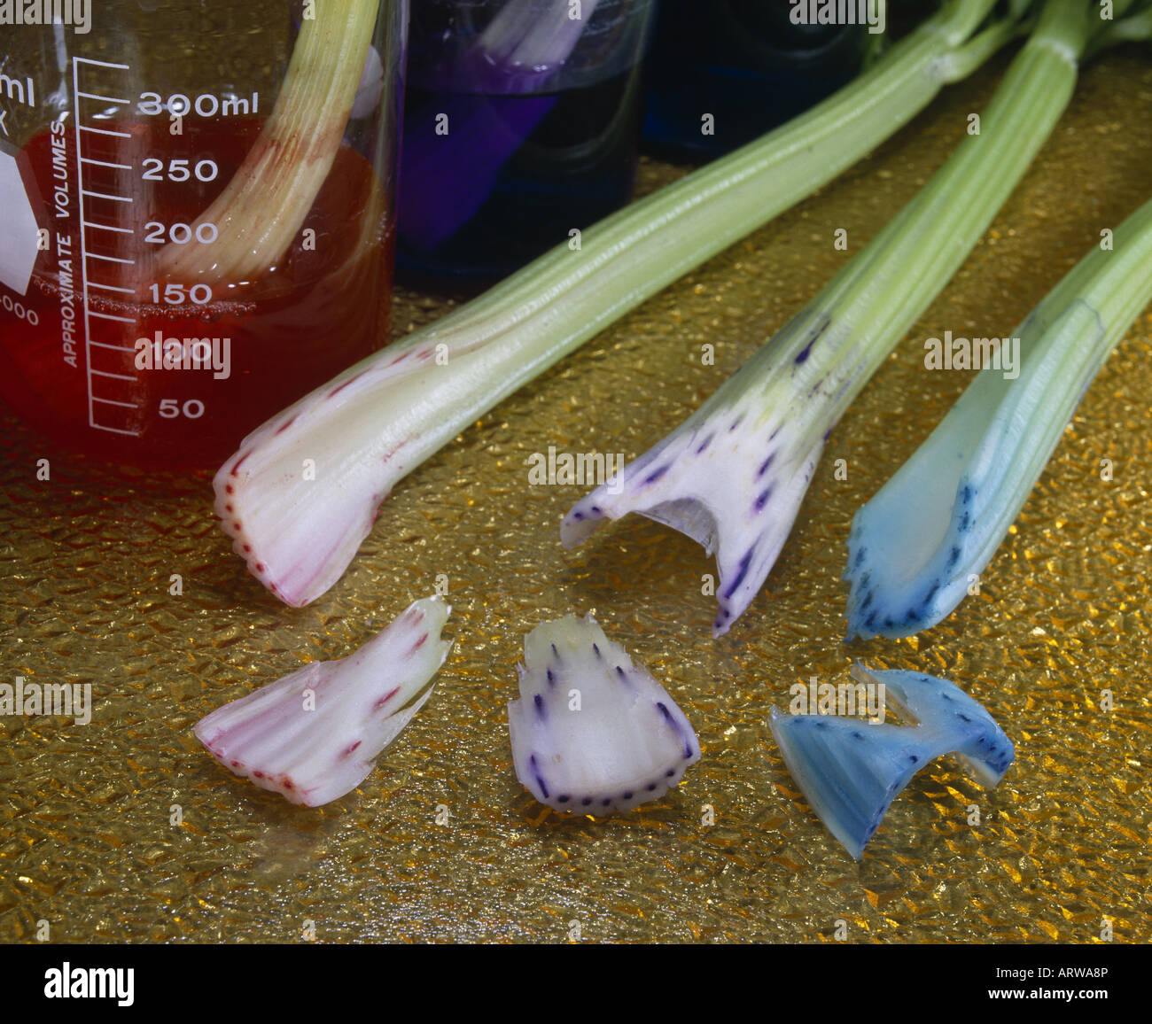 Xylem tissue hires stock photography and images Alamy