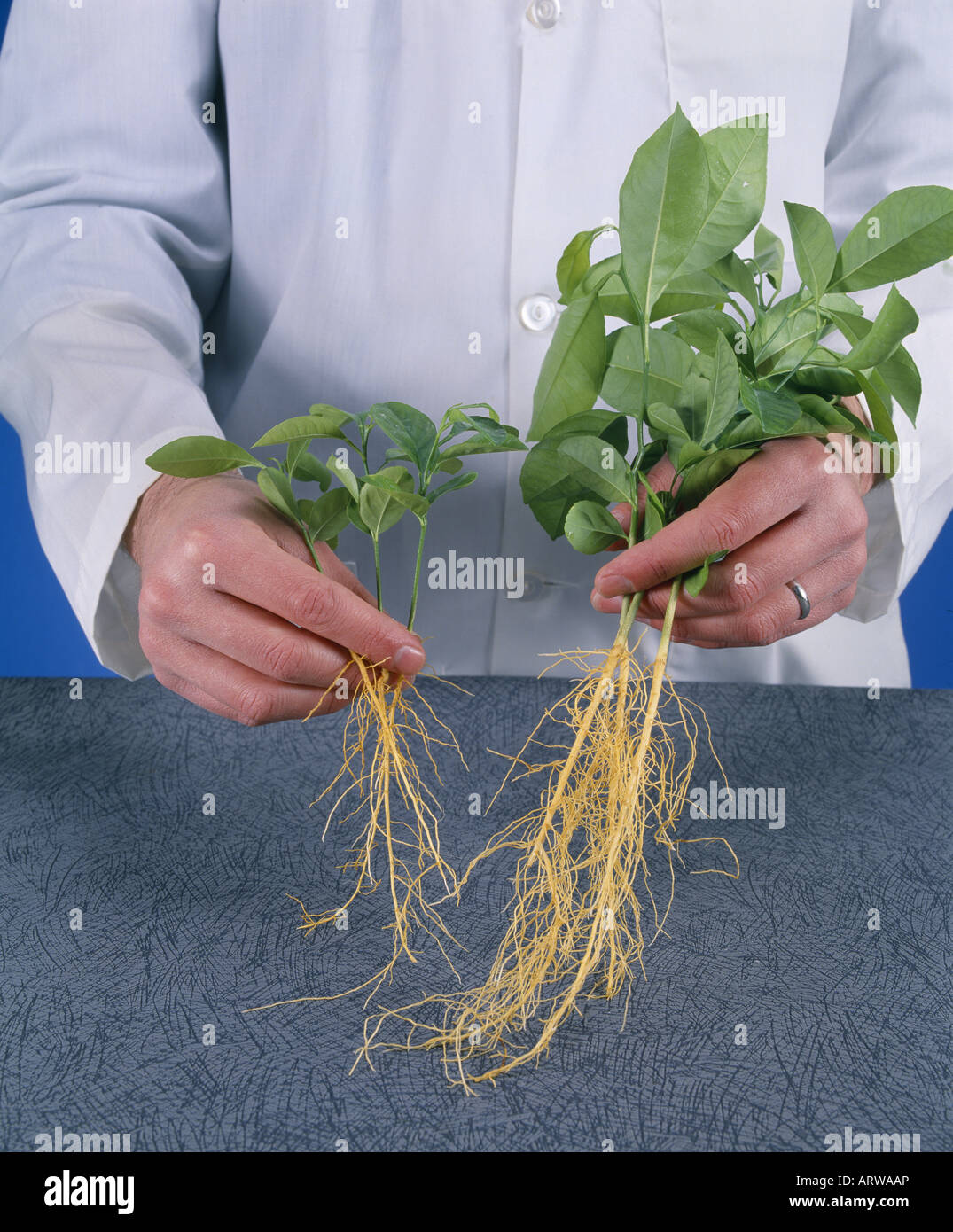 LAB TECHNICIAN COMPARING ROOT SYSTEMS OF LEMON TREES (ON RIGHT) GROWN WITH MYCORRHIZA AND (ON LEFT) GROWN WITHOUT Stock Photo