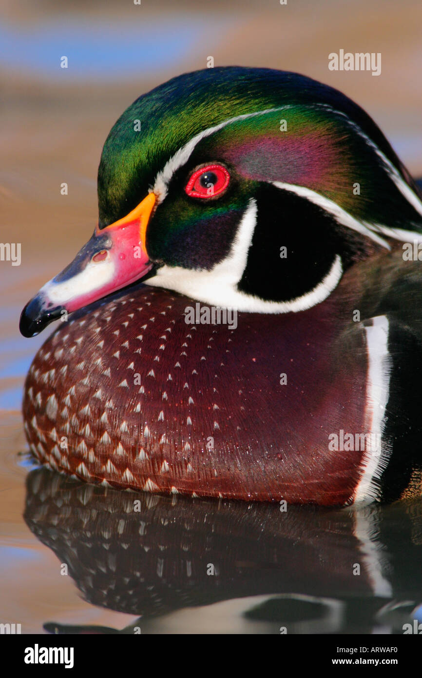 Wood duck drake closeup portrait of head Stock Photo