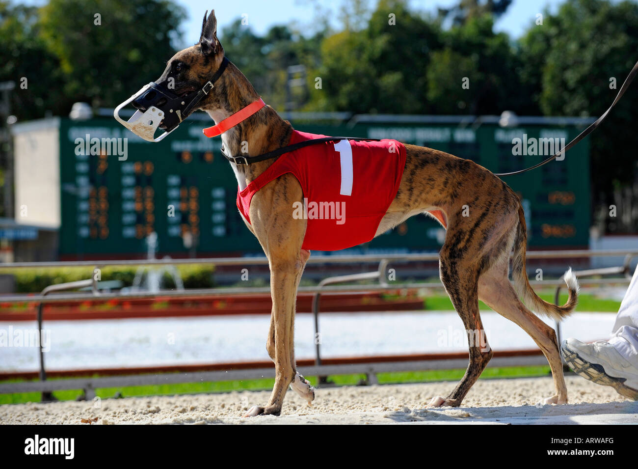 Greyhound dog racing at Fort Myers Naples dog track Florida Stock Photo