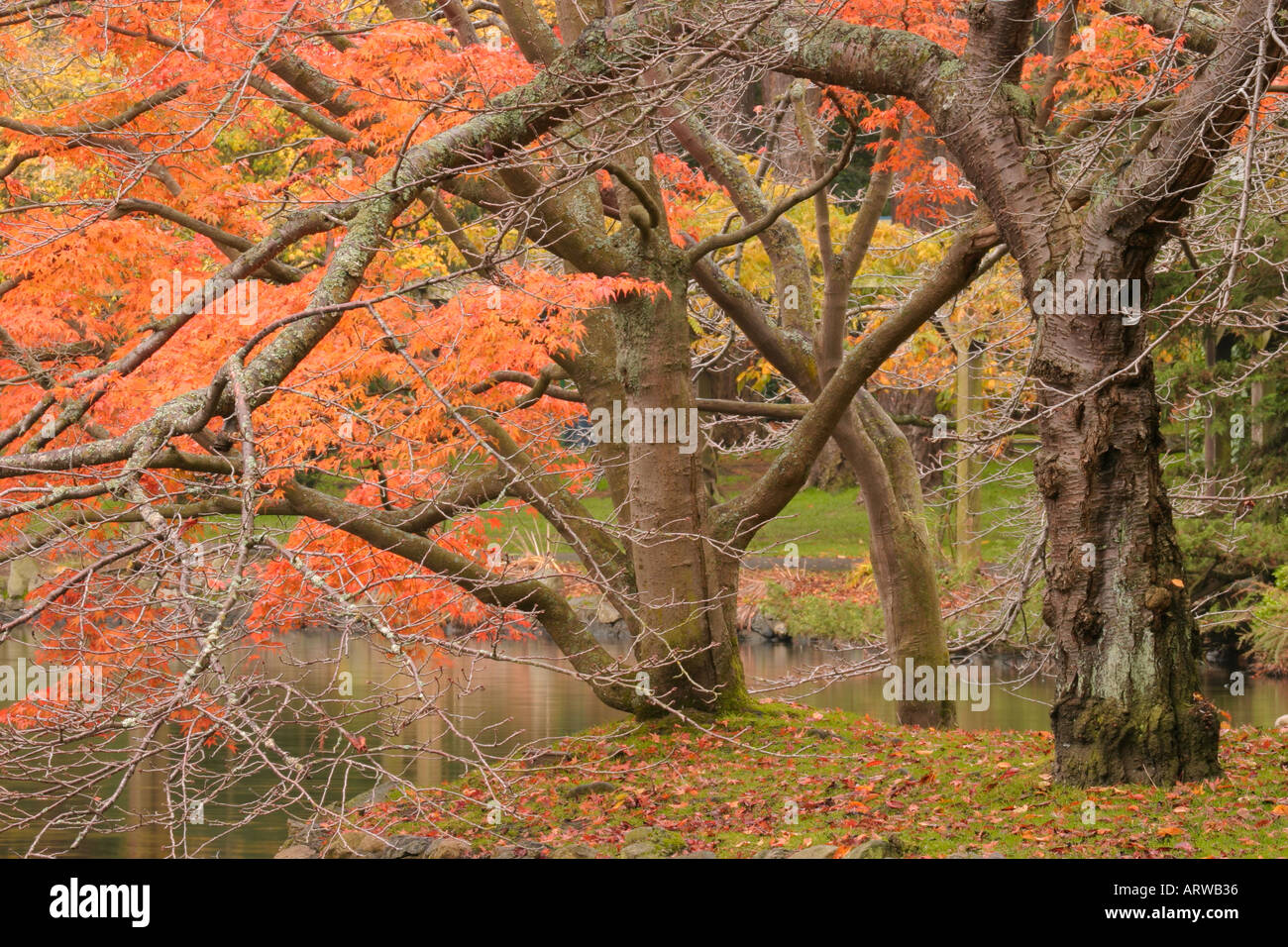 Trees in fall colour in Beacon Hill Park Victoria British Columbia ...