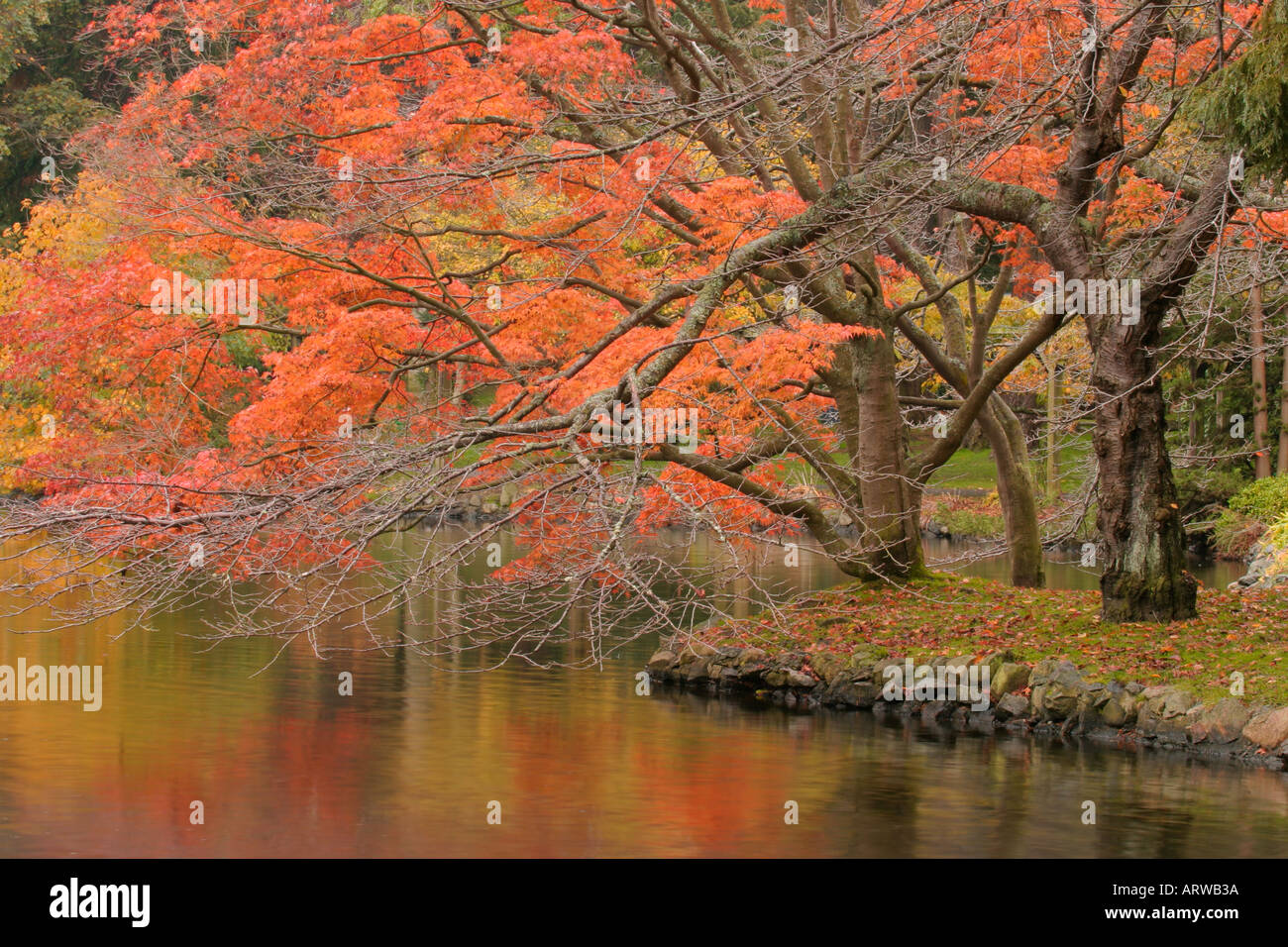 Trees in fall colour in Beacon Hill park Victoria British Columbia ...