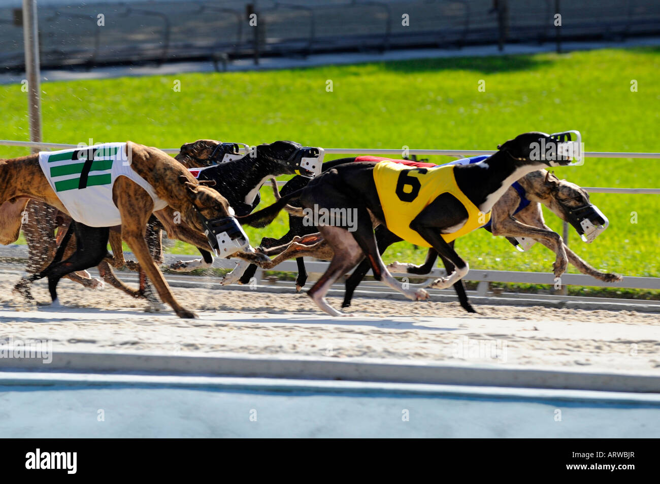 dog races fort myers dog races fort myers