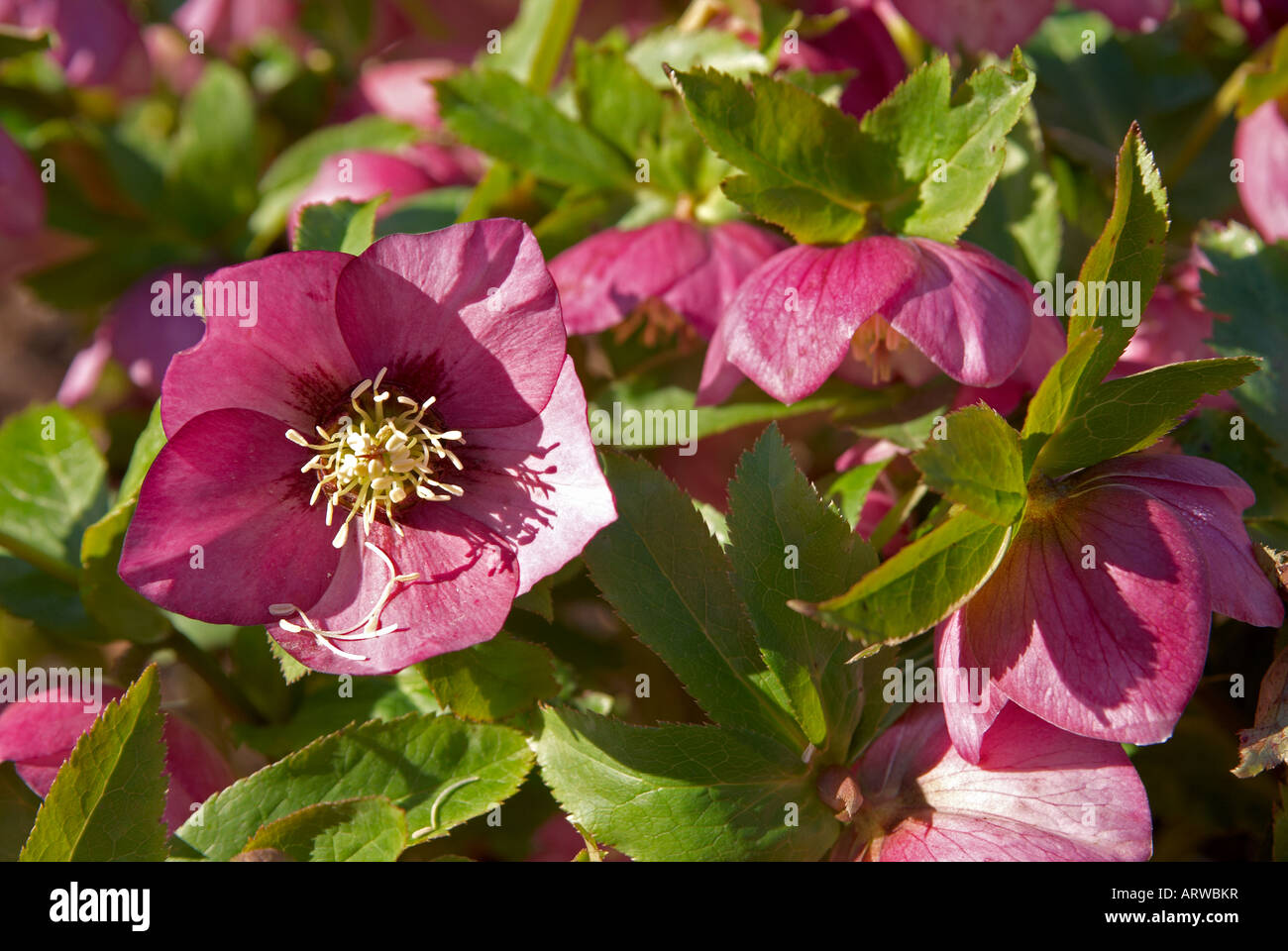 Hellebore plants in late winter sunshine. These are Helleborus 'Hillier Hybrid' Stock Photo