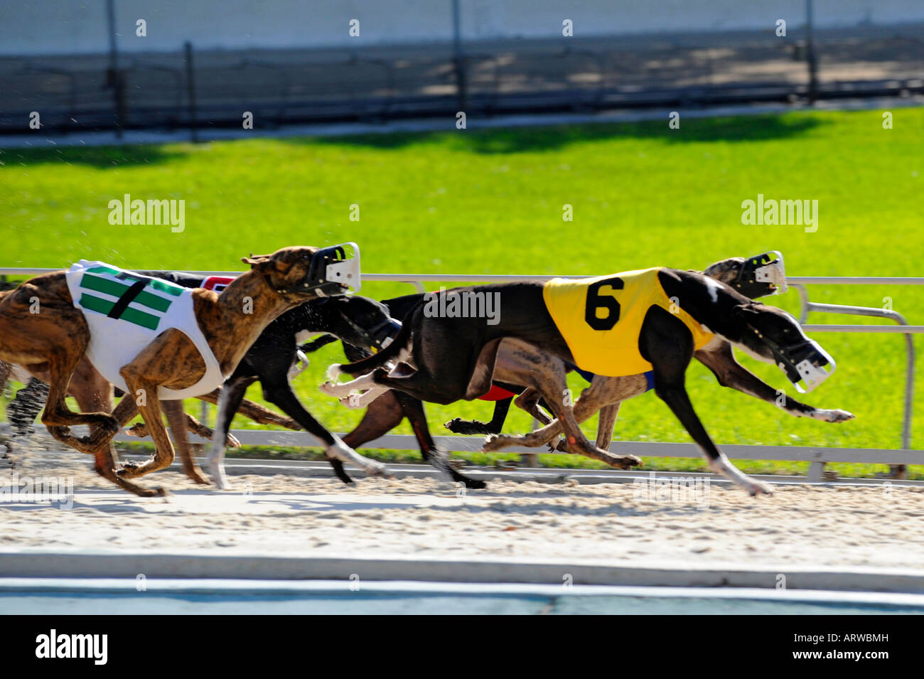 Greyhound dog racing at Fort Myers Naples dog track Florida Stock Photo