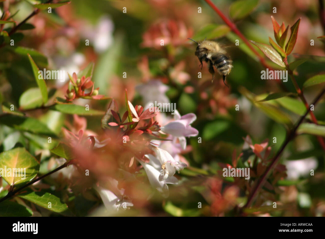 Bumble bee searching for pollen Stock Photo