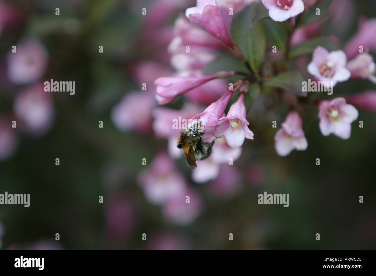 Bee covered with pollen Stock Photo - Alamy