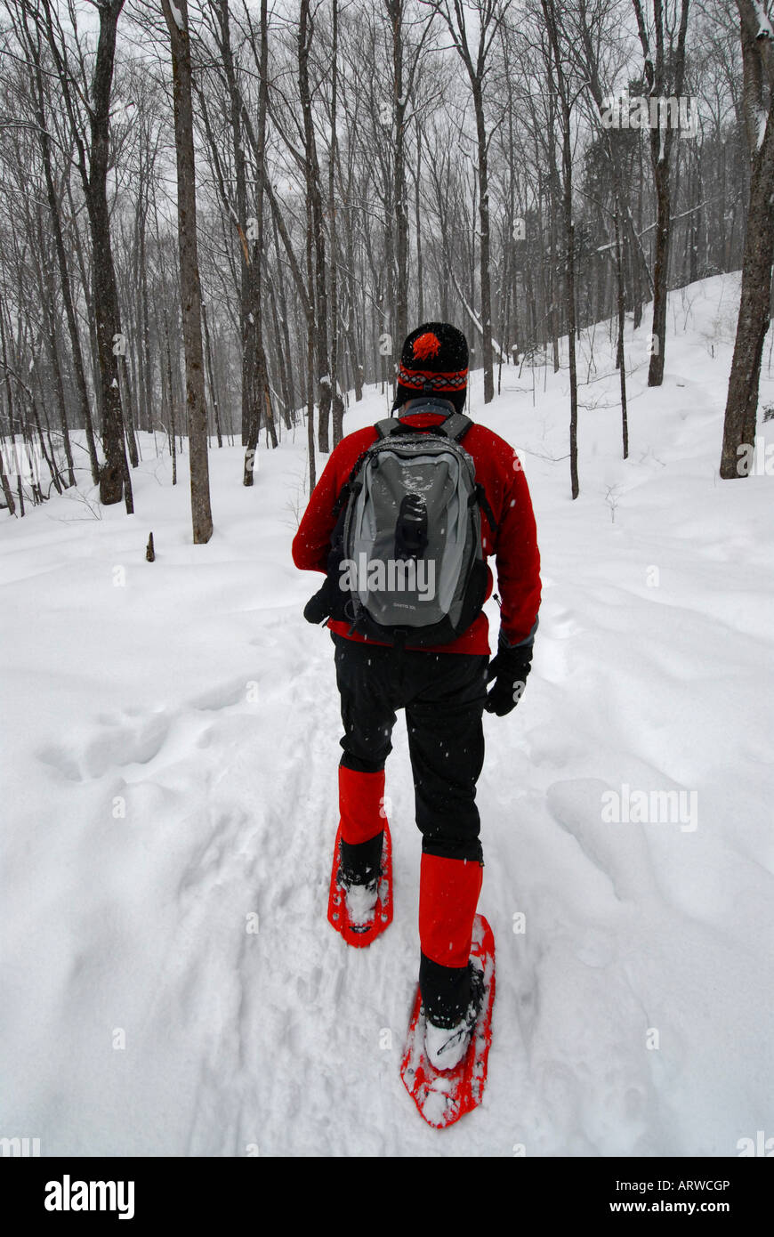 Man snowshoeing Mont Tremblant park Laurentians Quebec Canada Stock