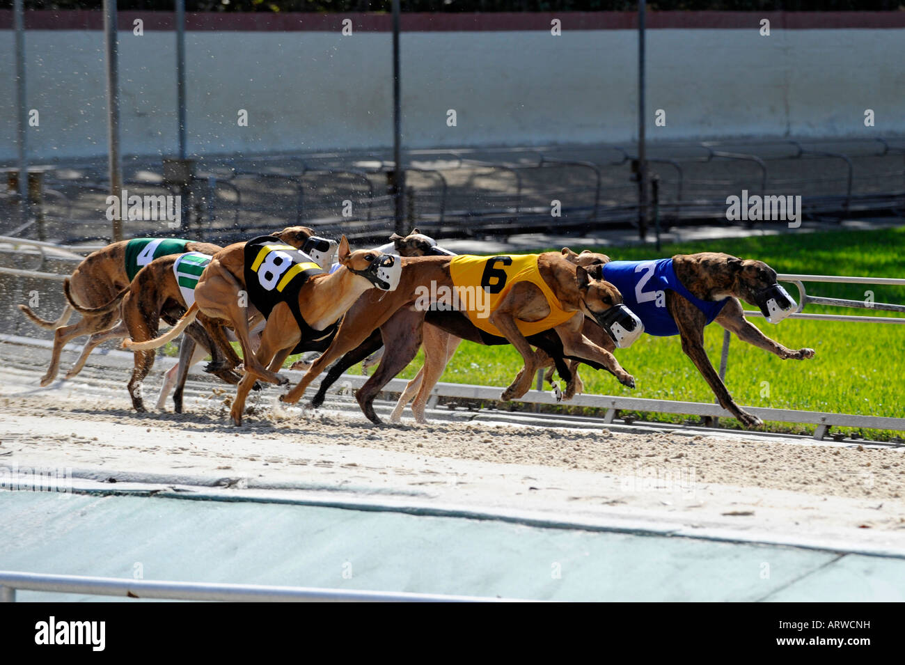 Greyhound dog racing at Fort Myers Naples dog track Florida Stock Photo