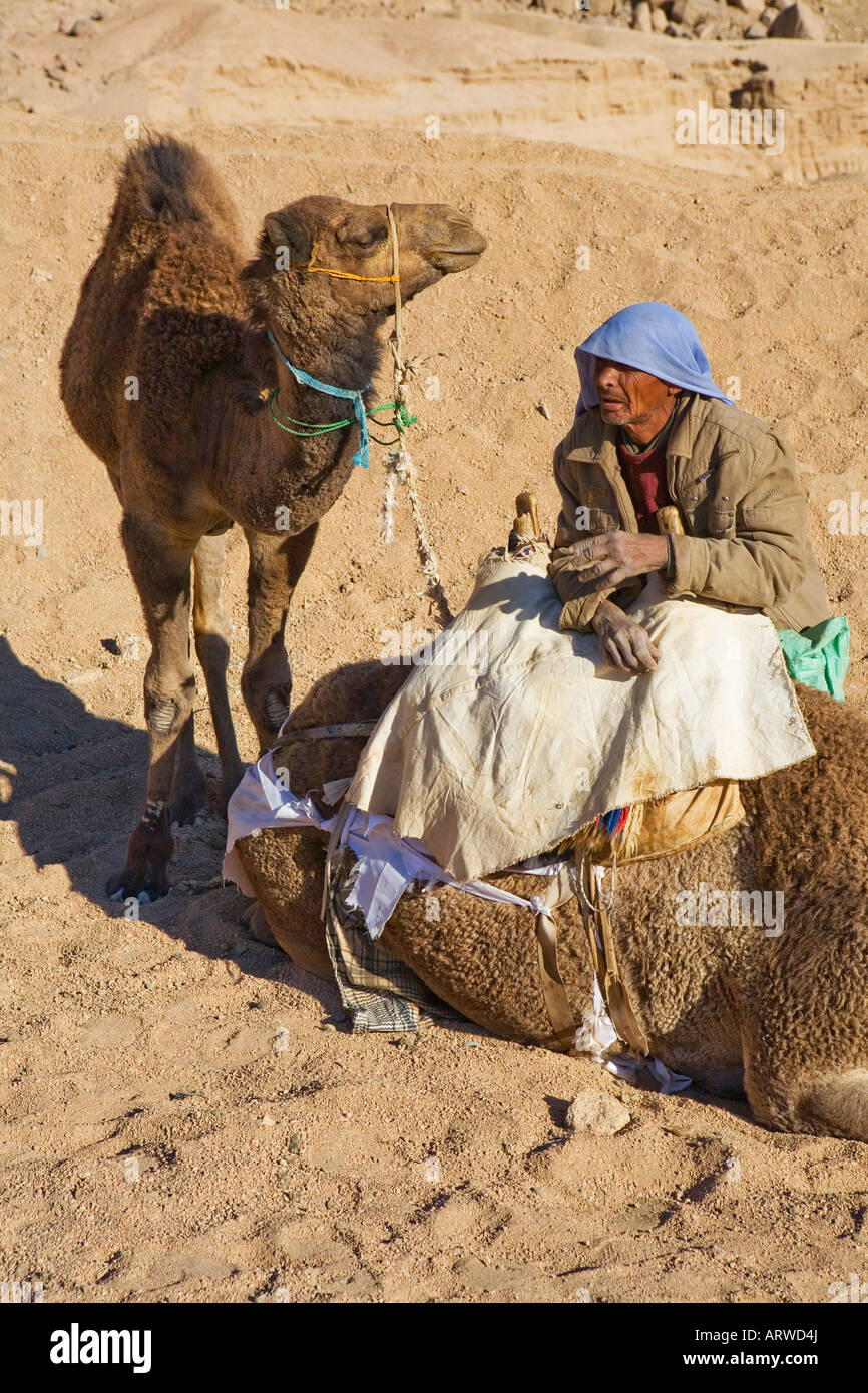 where to buy cigarettes in sharm el sheikh Bedouin with his camels smoking a cigarette in the Sinai Desert near Sharm  el Sheikh, Egypt Stock Photo