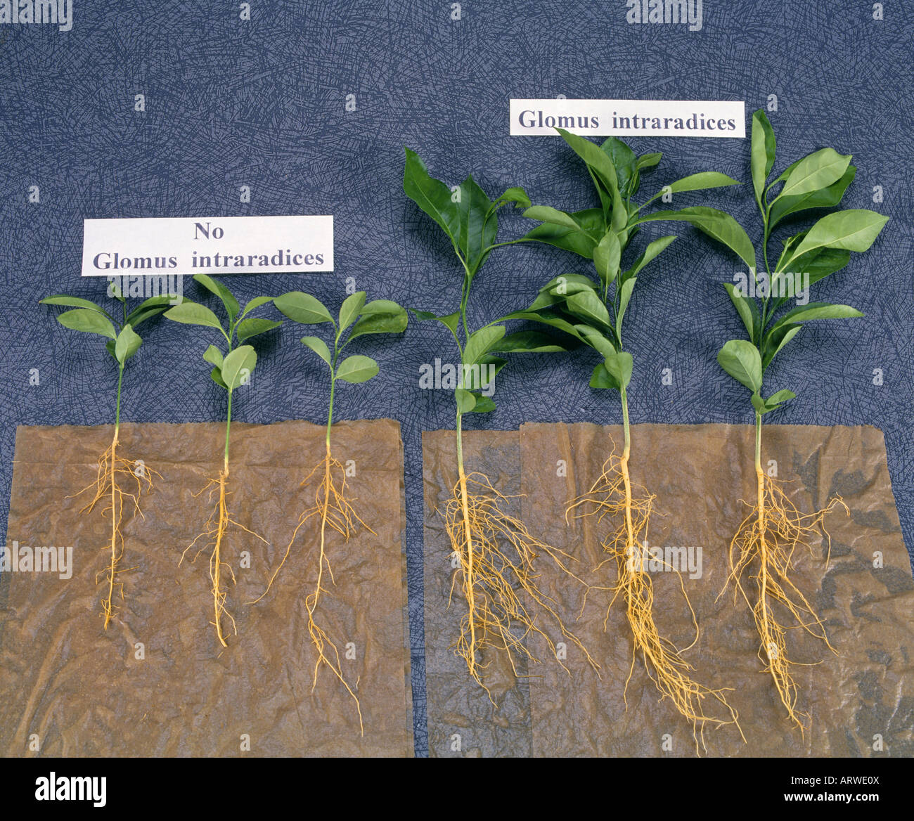 COMPARING ROOT SYSTEMS OF LEMON TREES (ON RIGHT) GROWN WITH MYCORRHIZA AND (ON LEFT) GROWN WITHOUT Stock Photo