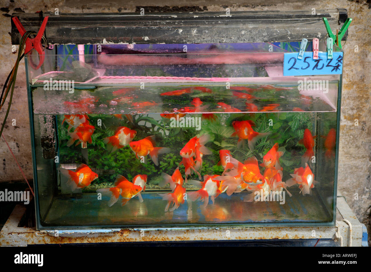 Pet Street Market Peaceful Market Qingping Lu Canton Guangzhou China Pet fish for sale Stock