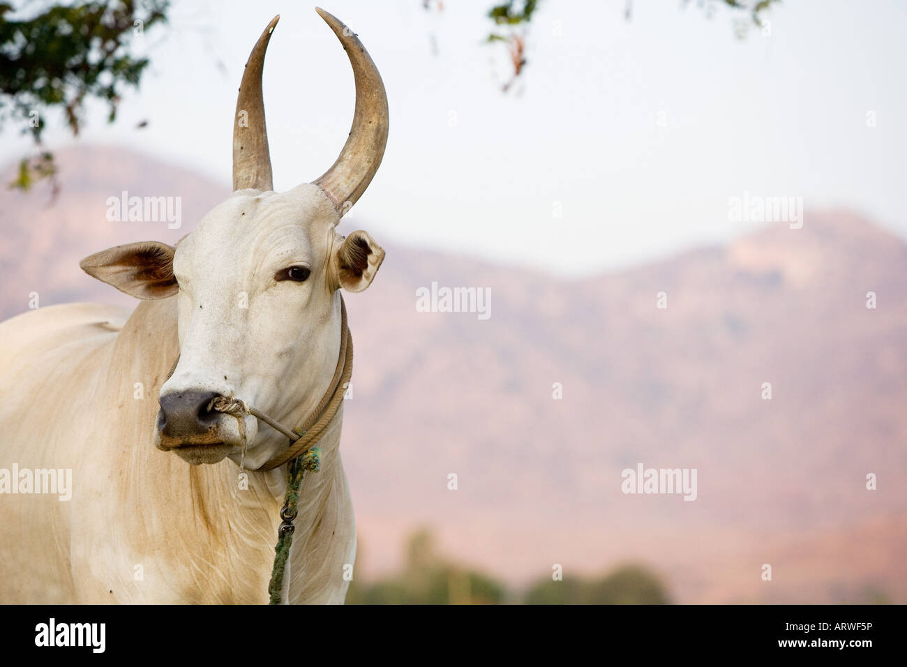 Bos primigenius indicus. Indian Zebu bull in afternoon light. Andhra Pradesh, India Stock Photo
