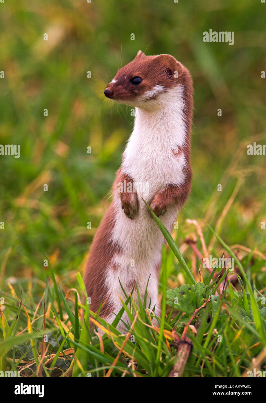 Alert Weasel,Mustela, nivalis, standing up on hind legs Stock Photo