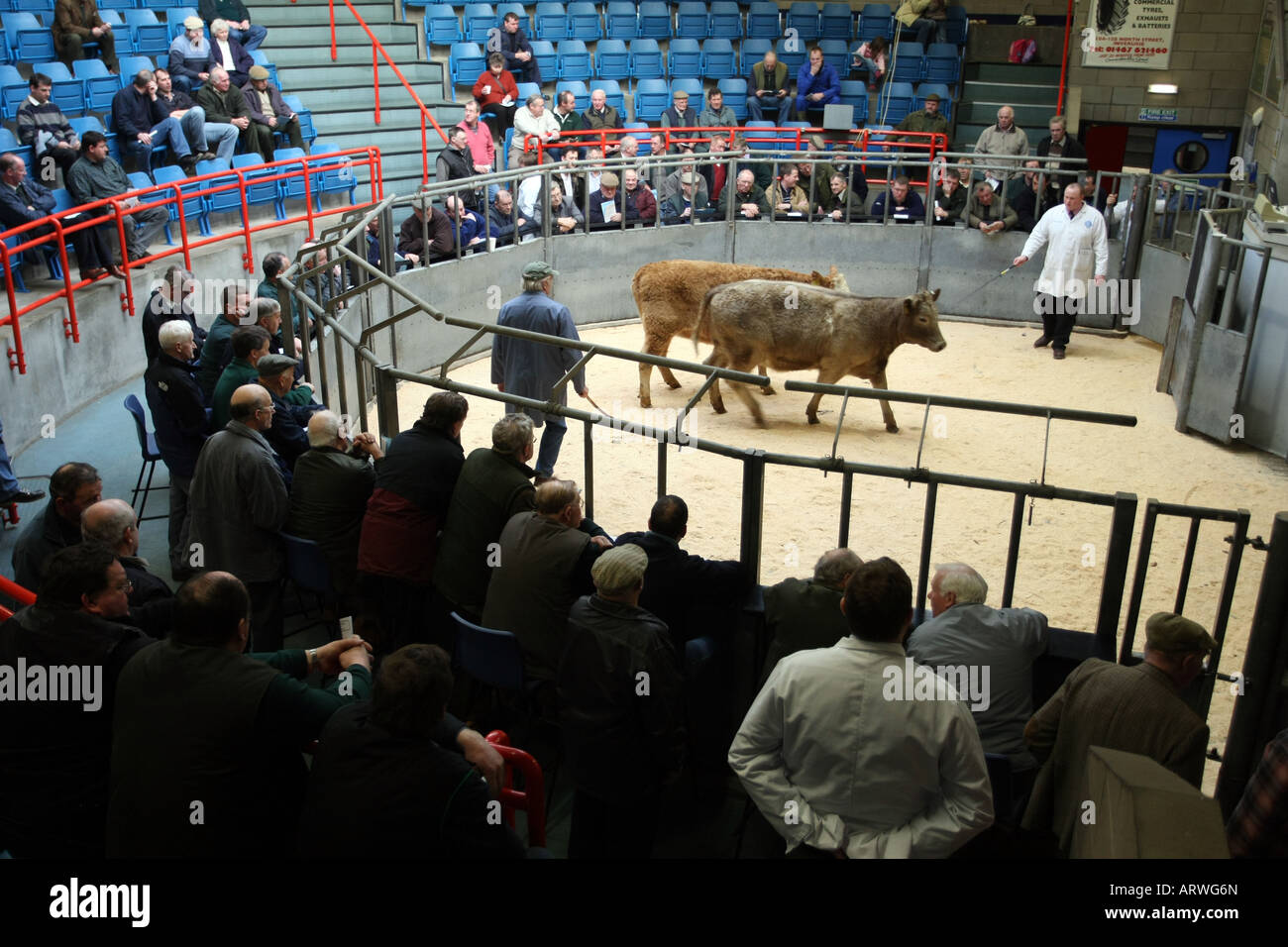 Livestock sale at Aberdeen and Northern Mart, Thainstone, Inverurie