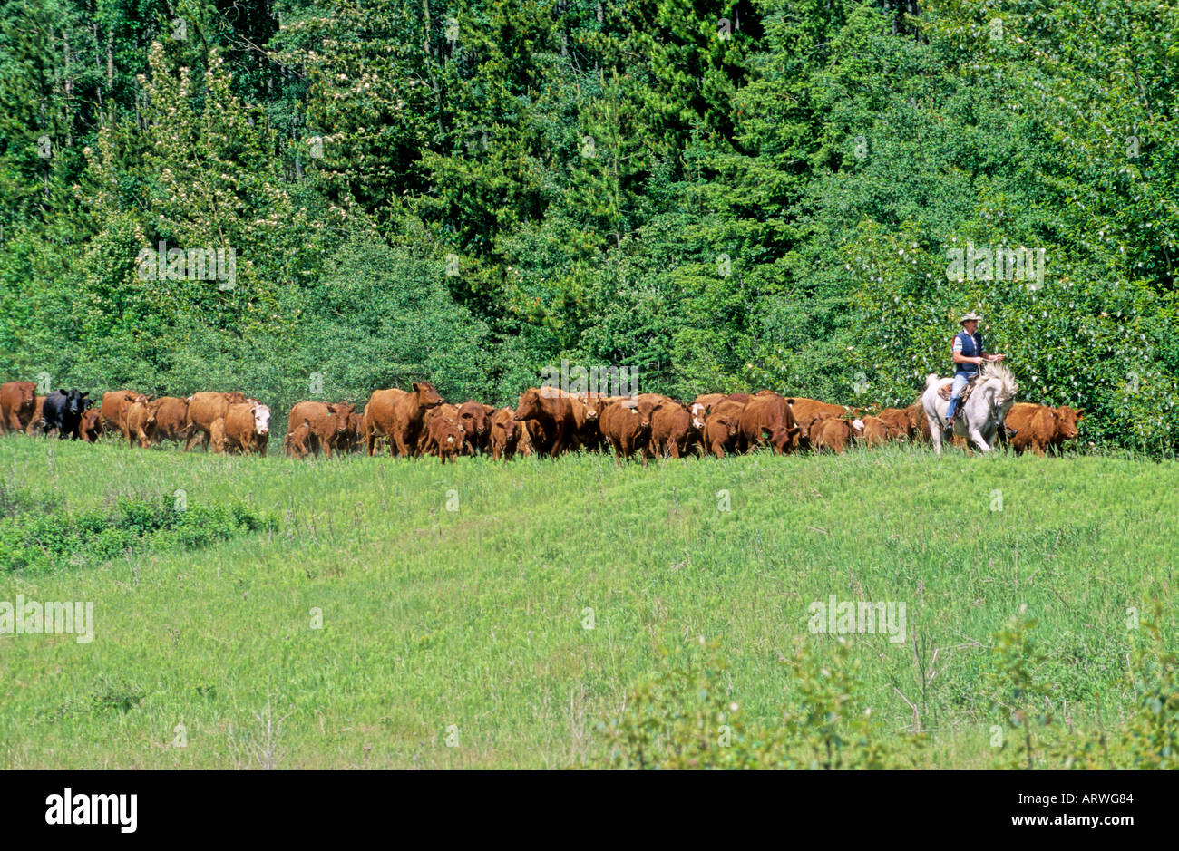 Cowboy walking with cattle hi-res stock photography and images - Alamy
