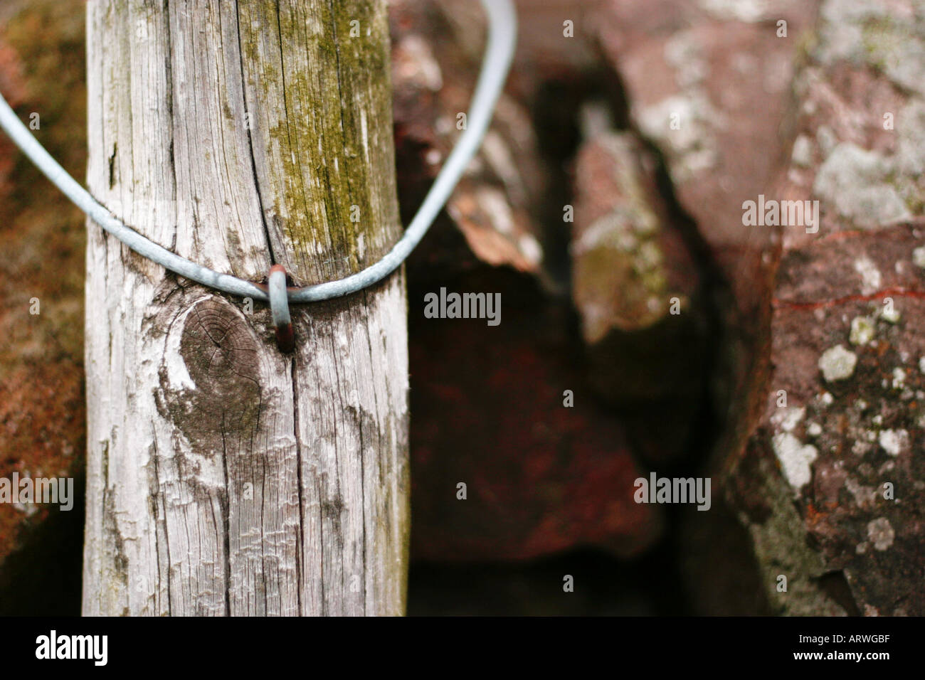 abstract image of old timber fence post with a curved section of wire attached to it with a u nail. Scotland 2005 Stock Photo