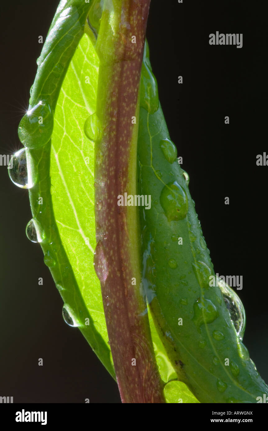 Waterdrop on spring leaf Aliquippa PA Stock Photo
