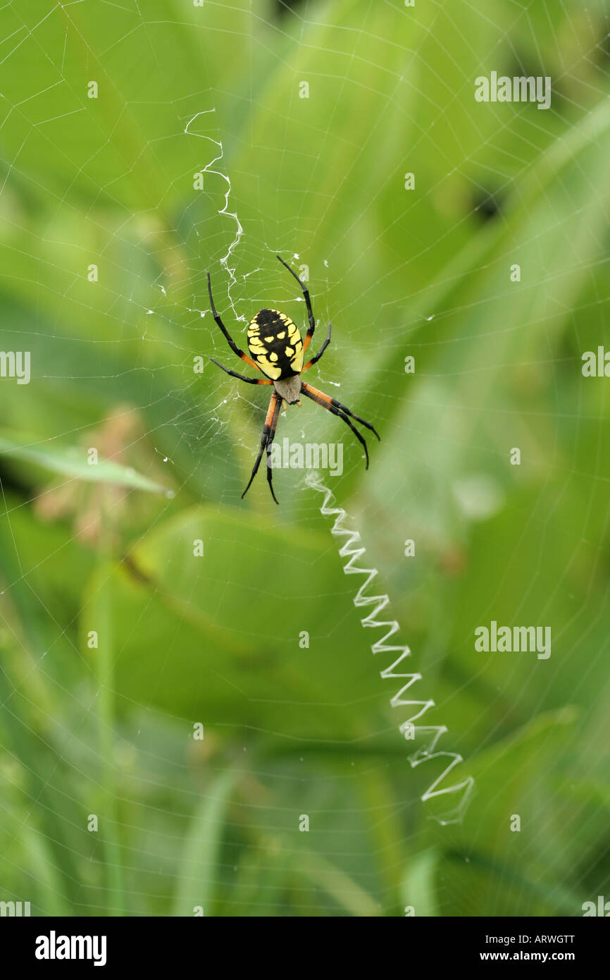 Black and yellow garden spider, Argiope aurantia, in web with stabilimentum Stock Photo