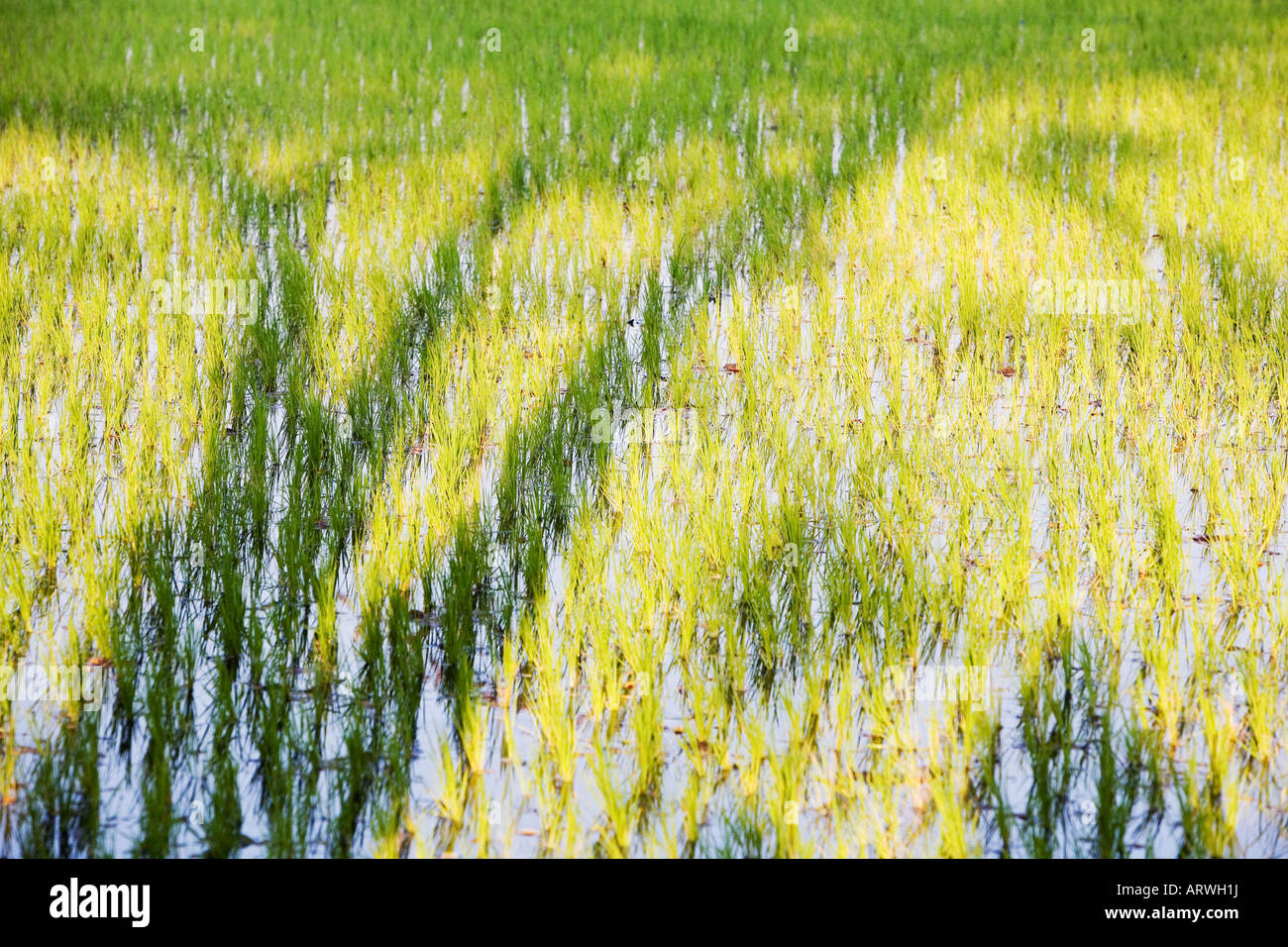 Oryza sativa. Tree shadow on a freshly planted rice paddy in India Stock Photo