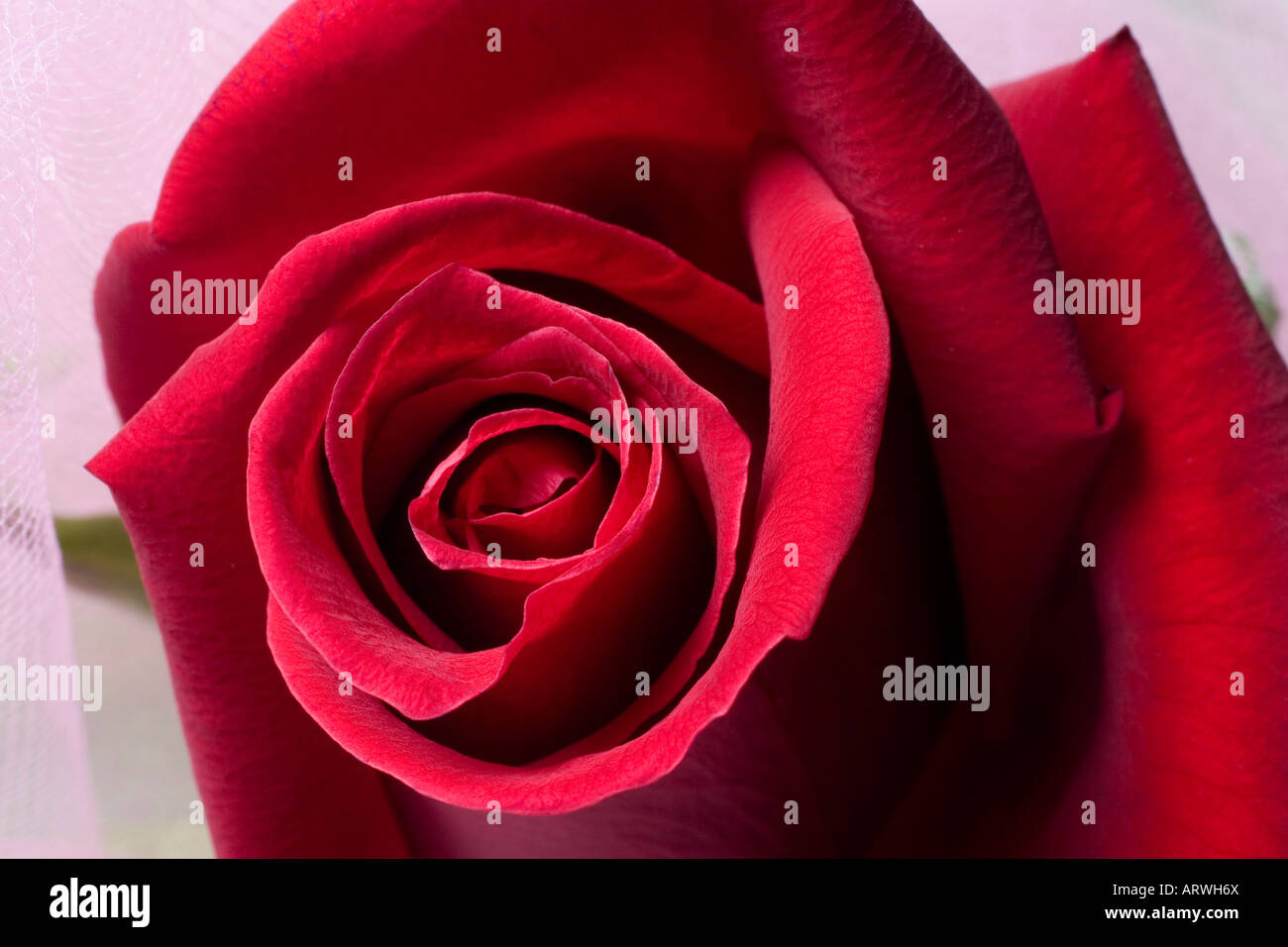 The rose has been associated with beauty and love since ancient times