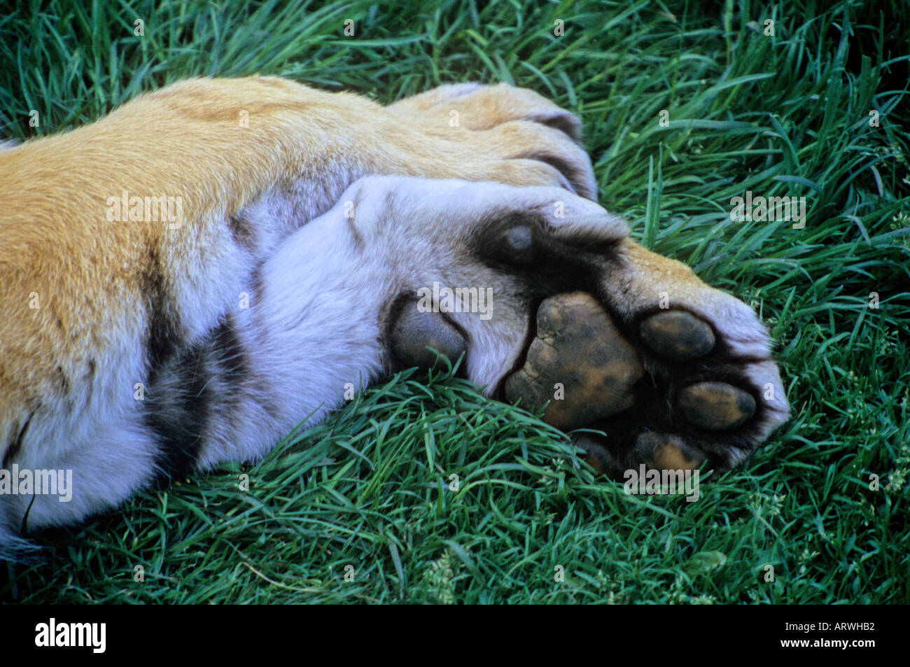 Siberian Tiger paws Stock Photo