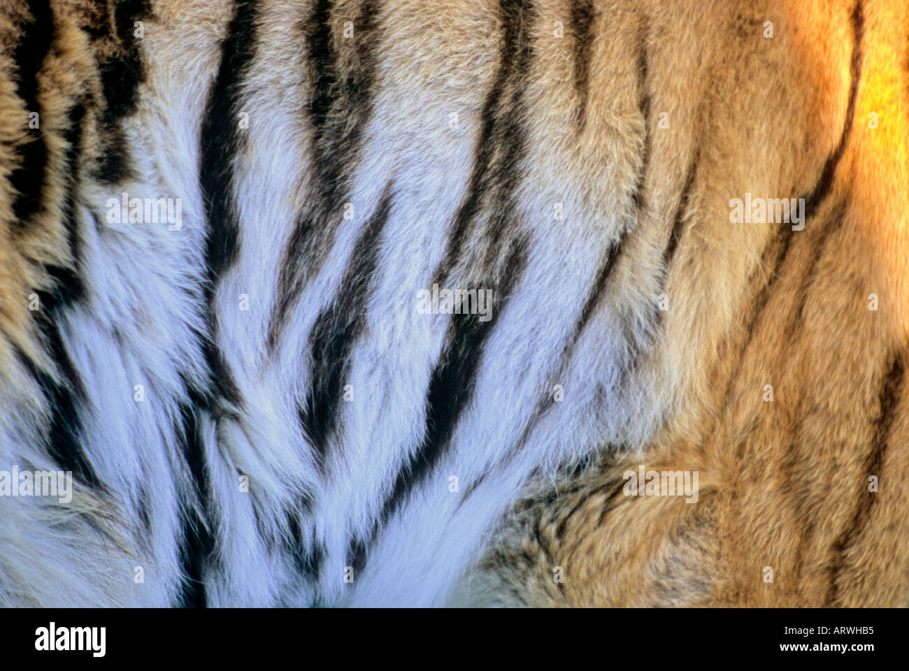 Siberian Tiger stripes Stock Photo